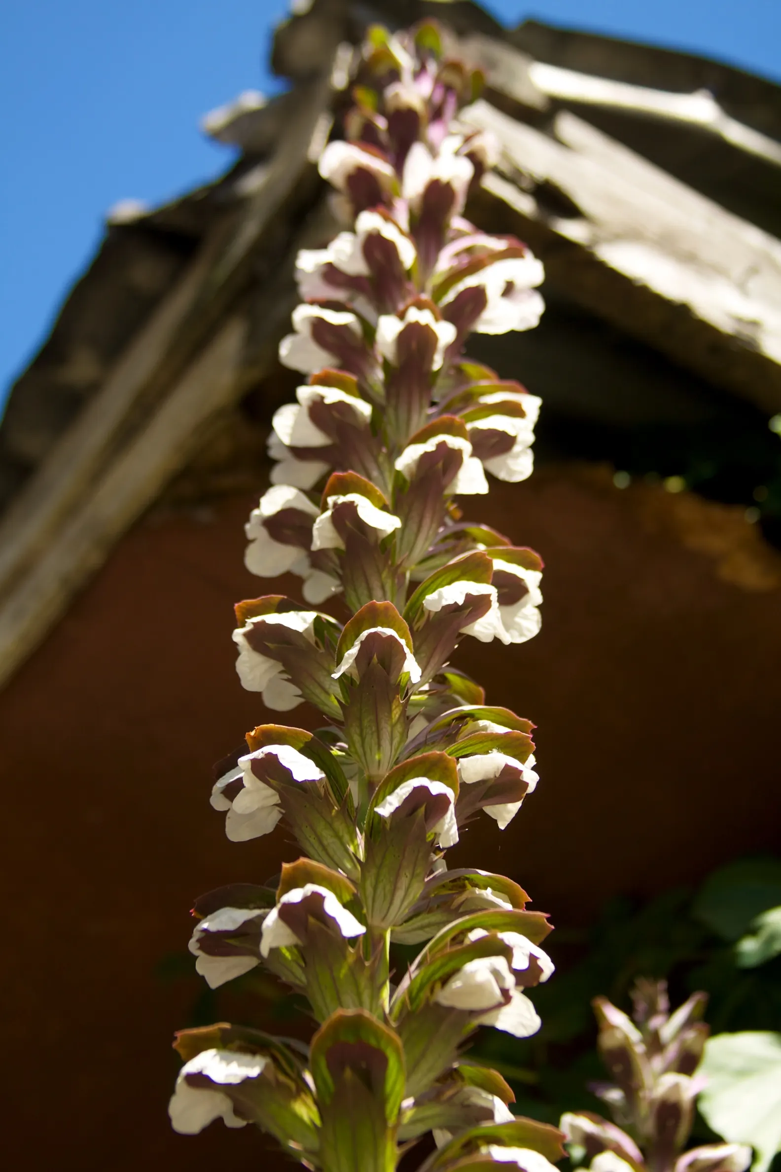 Bear's Breech (Acanthus Mollis) — Adds architectural interest to borders and focal points; it reaches 3-5 feet tall and spreads up to 2-3 feet wide