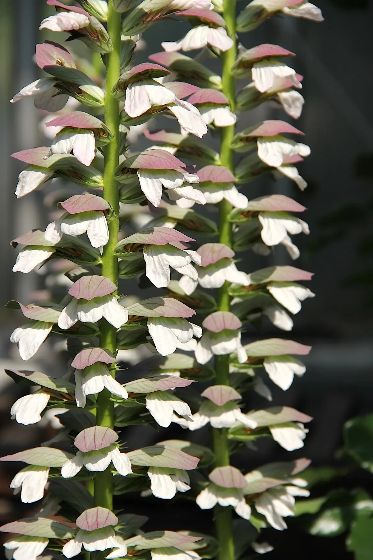 Bear's Breech (Acanthus Mollis) — it prefers partial shade and well-drained soil