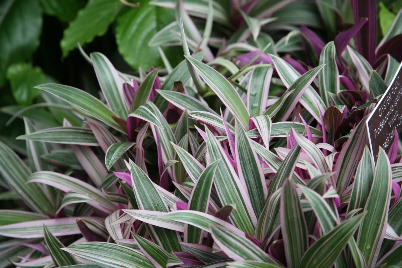Bear's Breech (Acanthus Mollis) — contrasted by eye-catching purple bracts; is an eye-catching perennial that is revered for its distinctive, image 91