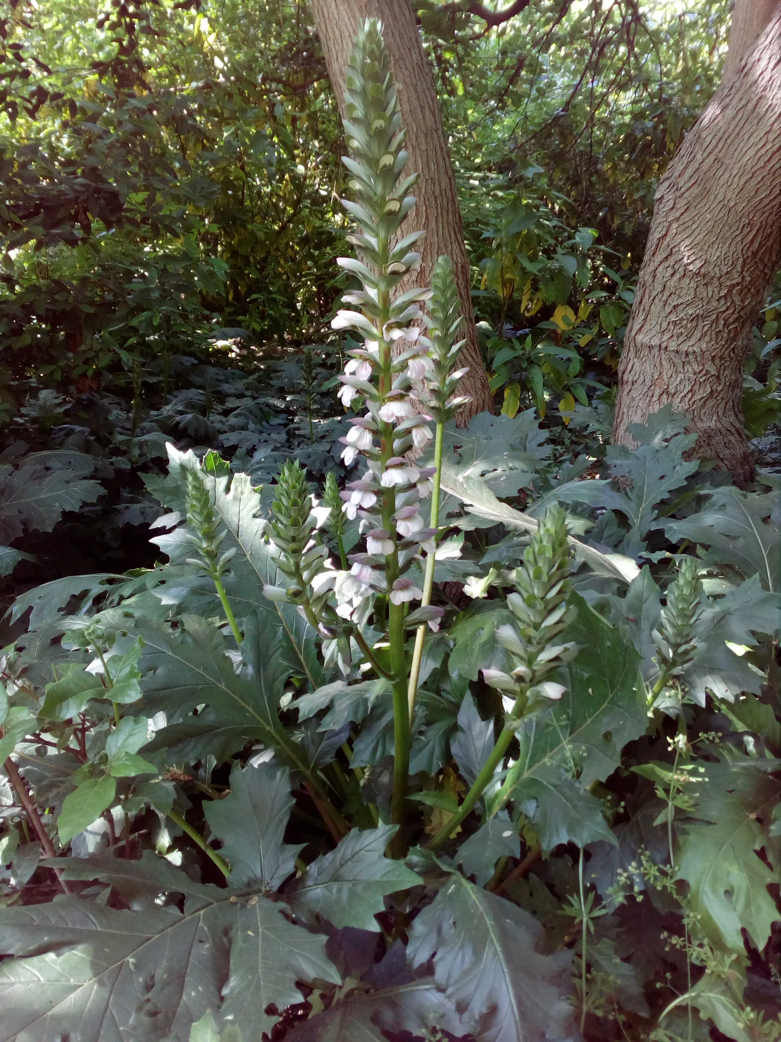 Bear's Breech (Acanthus Mollis) — perennial / shrub for deep shade or half or shade; though its lush foliage can occasionally attract slugs and, image 100