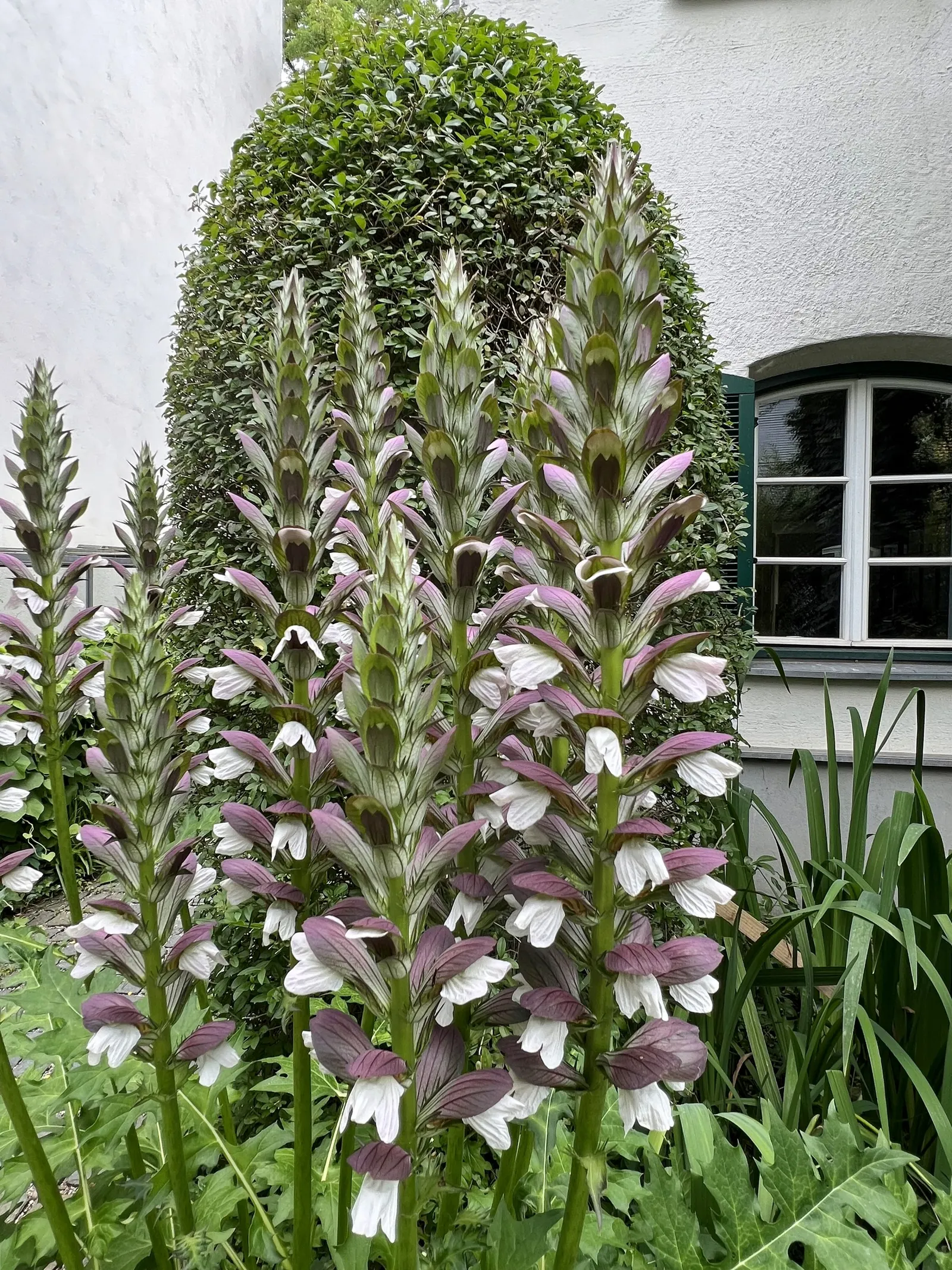 Bear's Breech (Acanthus Mollis) — Bear's Breech produces impressive vertical inflorescences that can soar up to 4 feet tall; bear's Breech is quite, image 64
