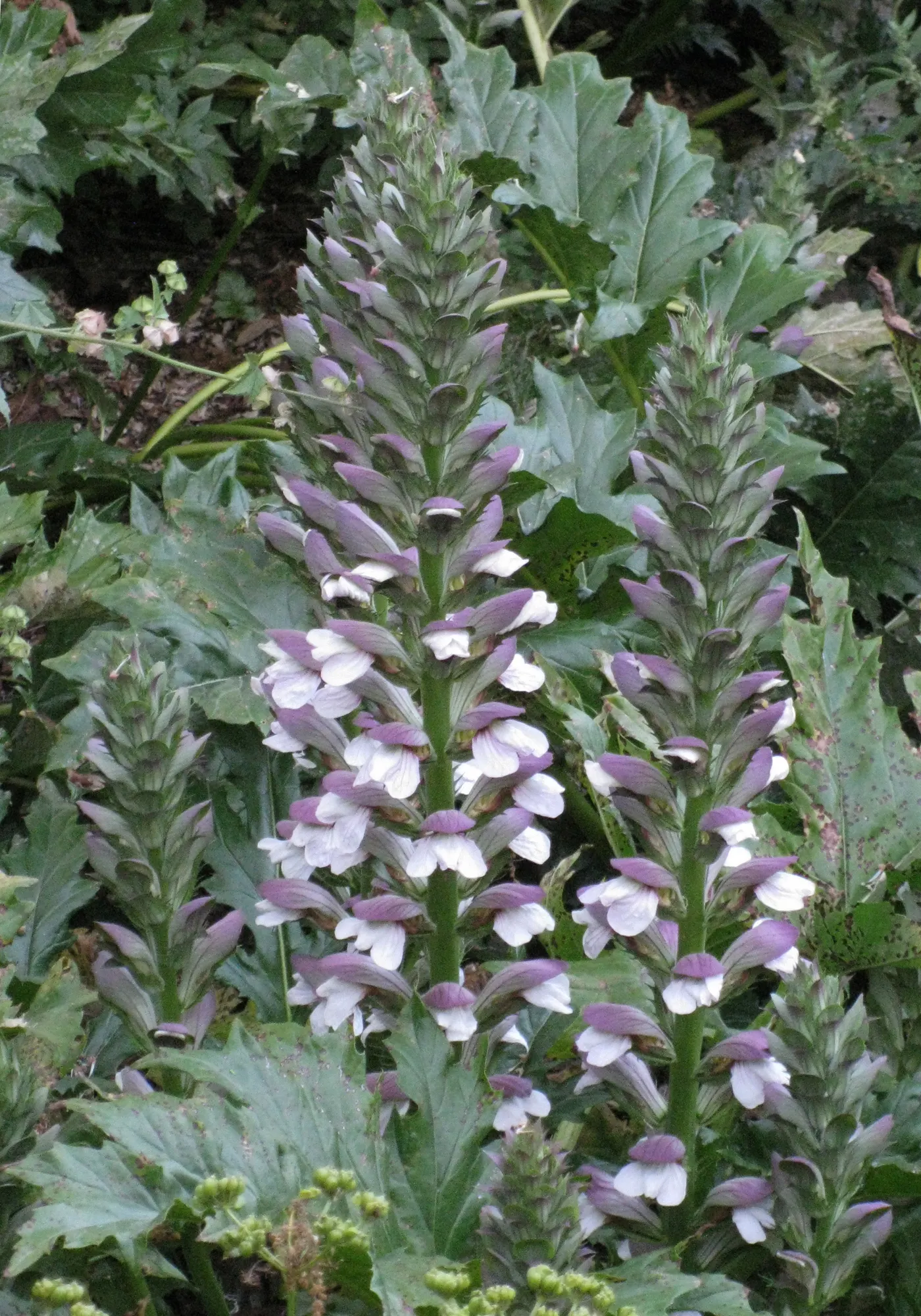 Bear's Breech (Acanthus Mollis) — perennial / shrub with lavender and multi-colored and purple blooms; these flower stalks are adorned with hooded white to