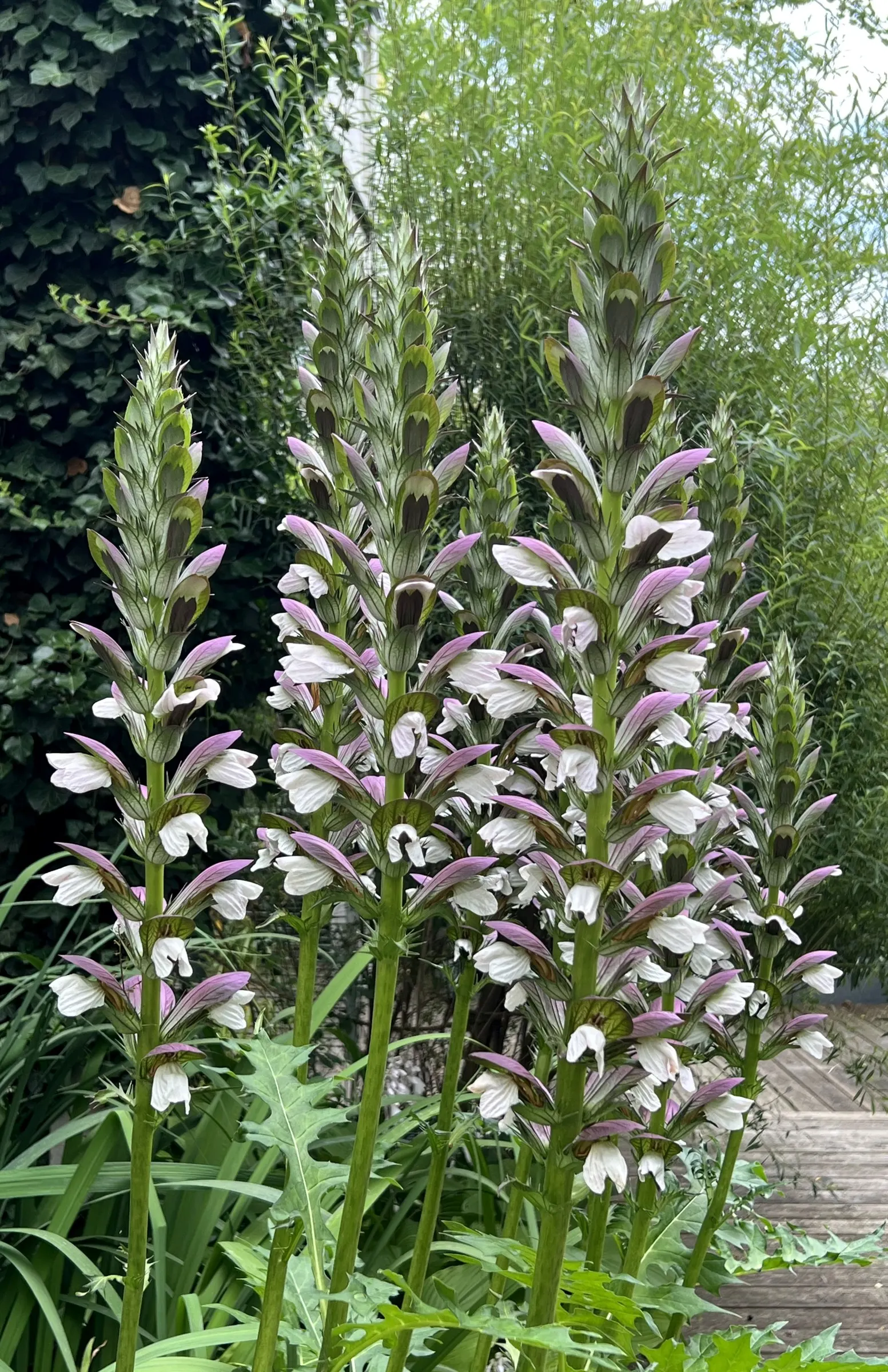 Bear's Breech (Acanthus Mollis) — Its deeply lobed leaves add texture, while white and purple flowers on tall stalks bloom in summer; perennial /, image 54