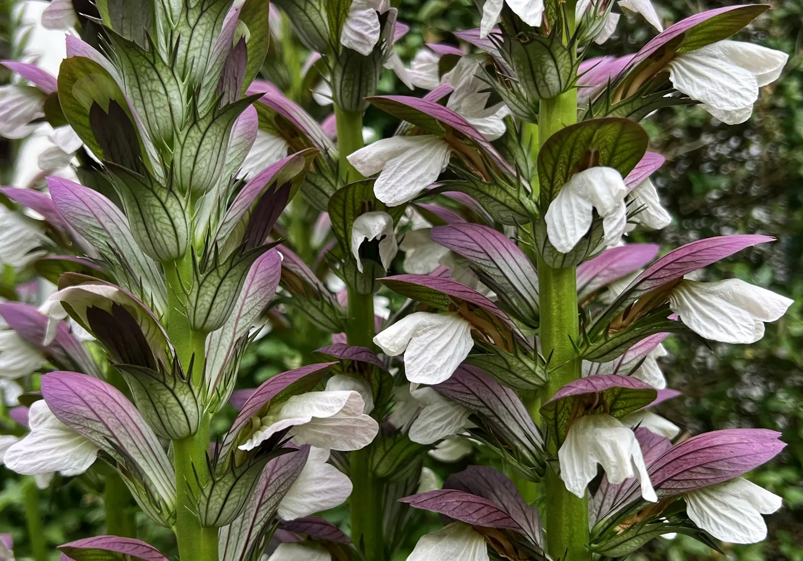 Bear's Breech (Acanthus Mollis) — Bear's Breech produces impressive vertical inflorescences that can soar up to 4 feet tall; bear's Breech is quite