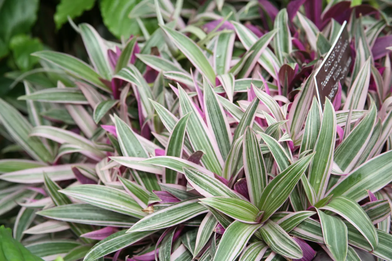 Bear's Breech (Acanthus Mollis) — is an eye-catching perennial that is revered for its distinctive foliage and towering flower spikes; the plant, image 109