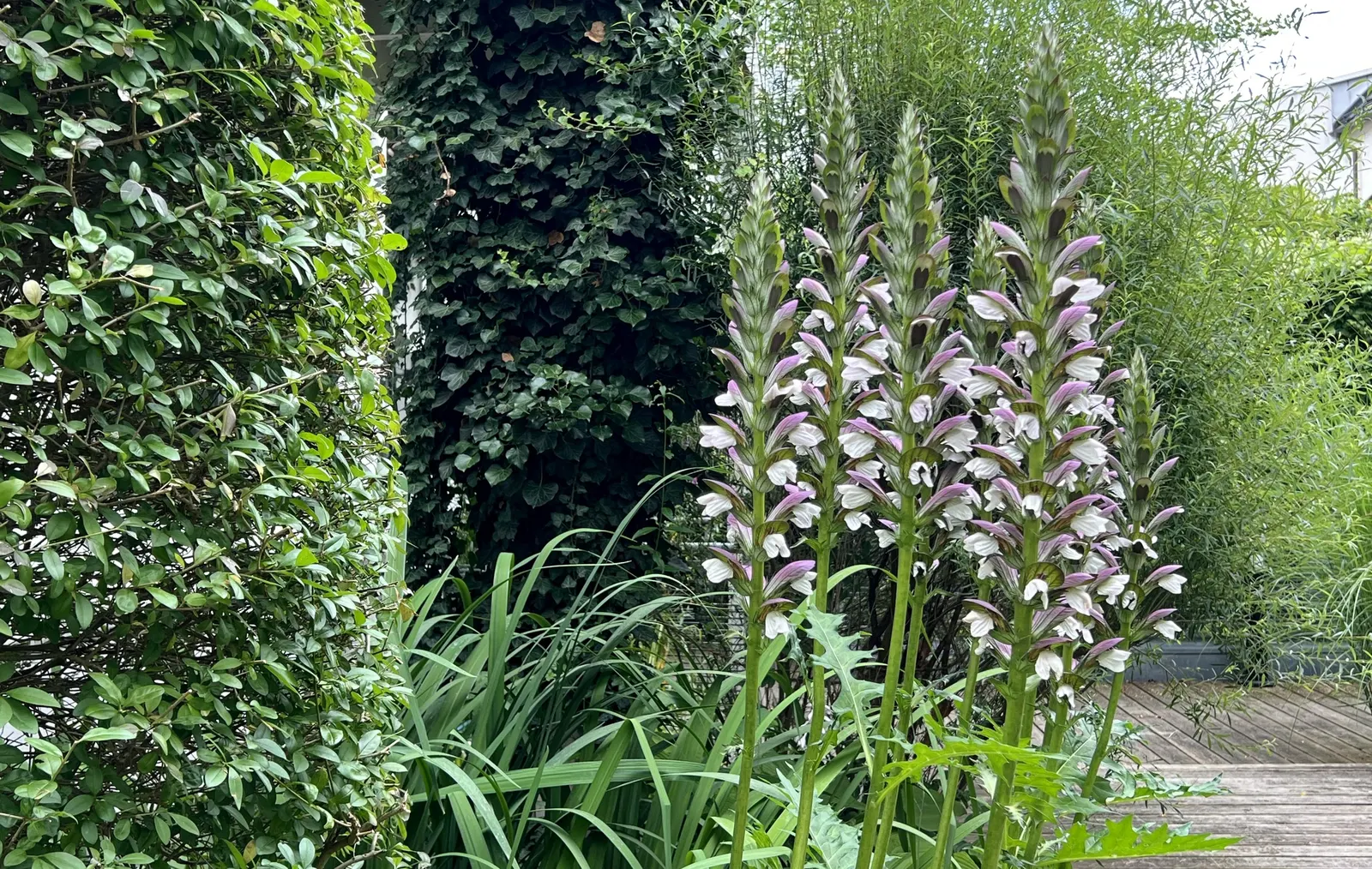 Bear's Breech (Acanthus Mollis) — preferring partial shade to full sun exposures