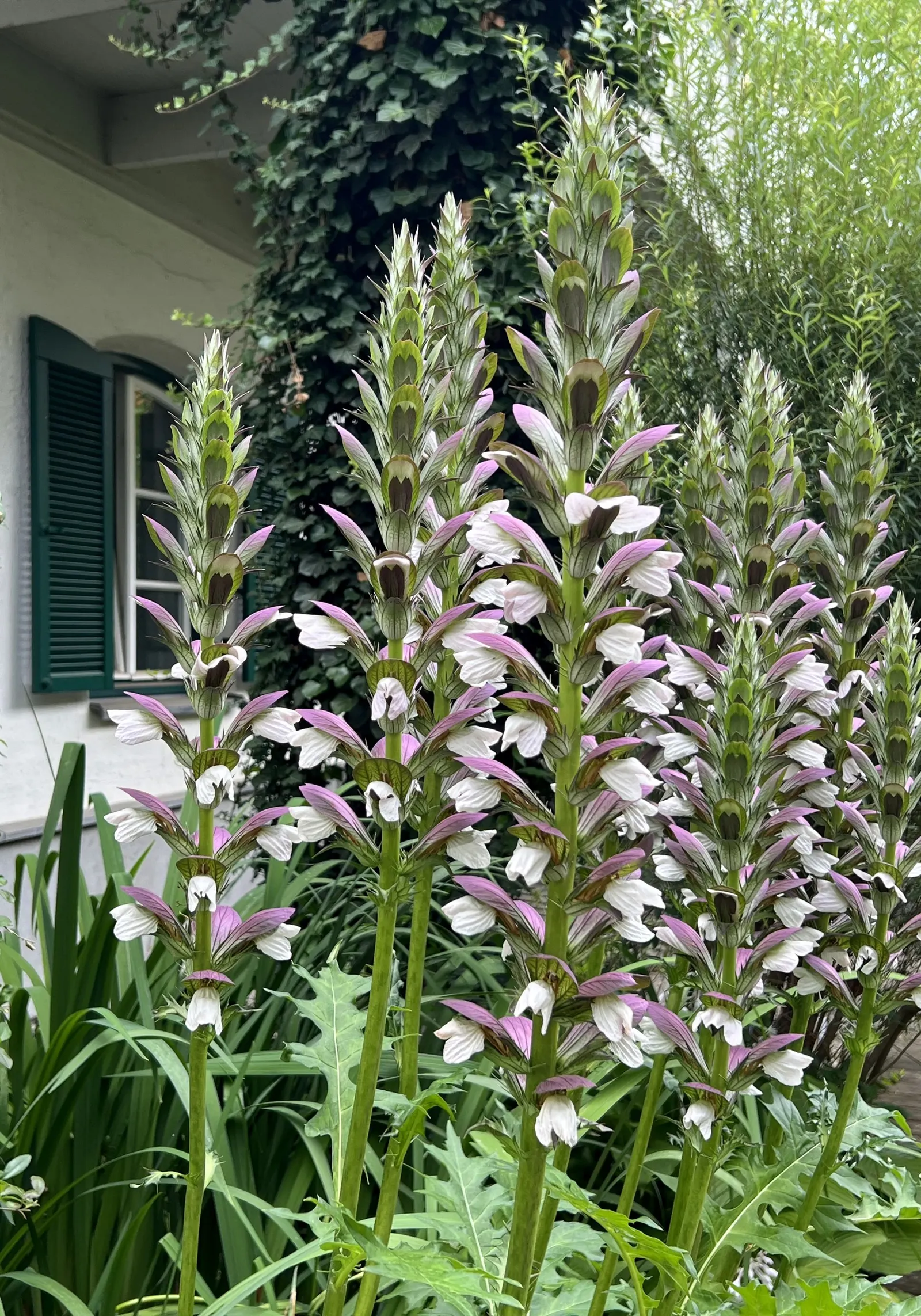 Bear's Breech (Acanthus Mollis) — perennial / shrub with lavender and multi-colored and purple blooms