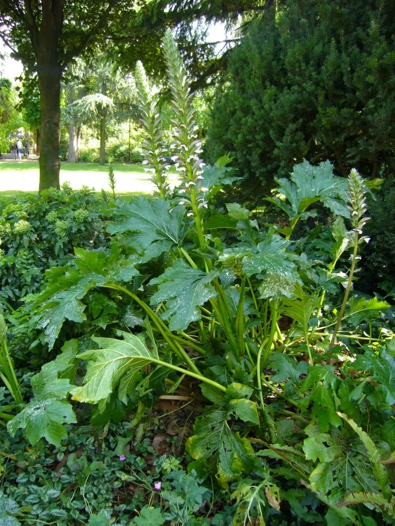 Bear's Breech (Acanthus Mollis) — Adds architectural interest to borders and focal points; it reaches 3-5 feet tall and spreads up to 2-3 feet wide, image 108