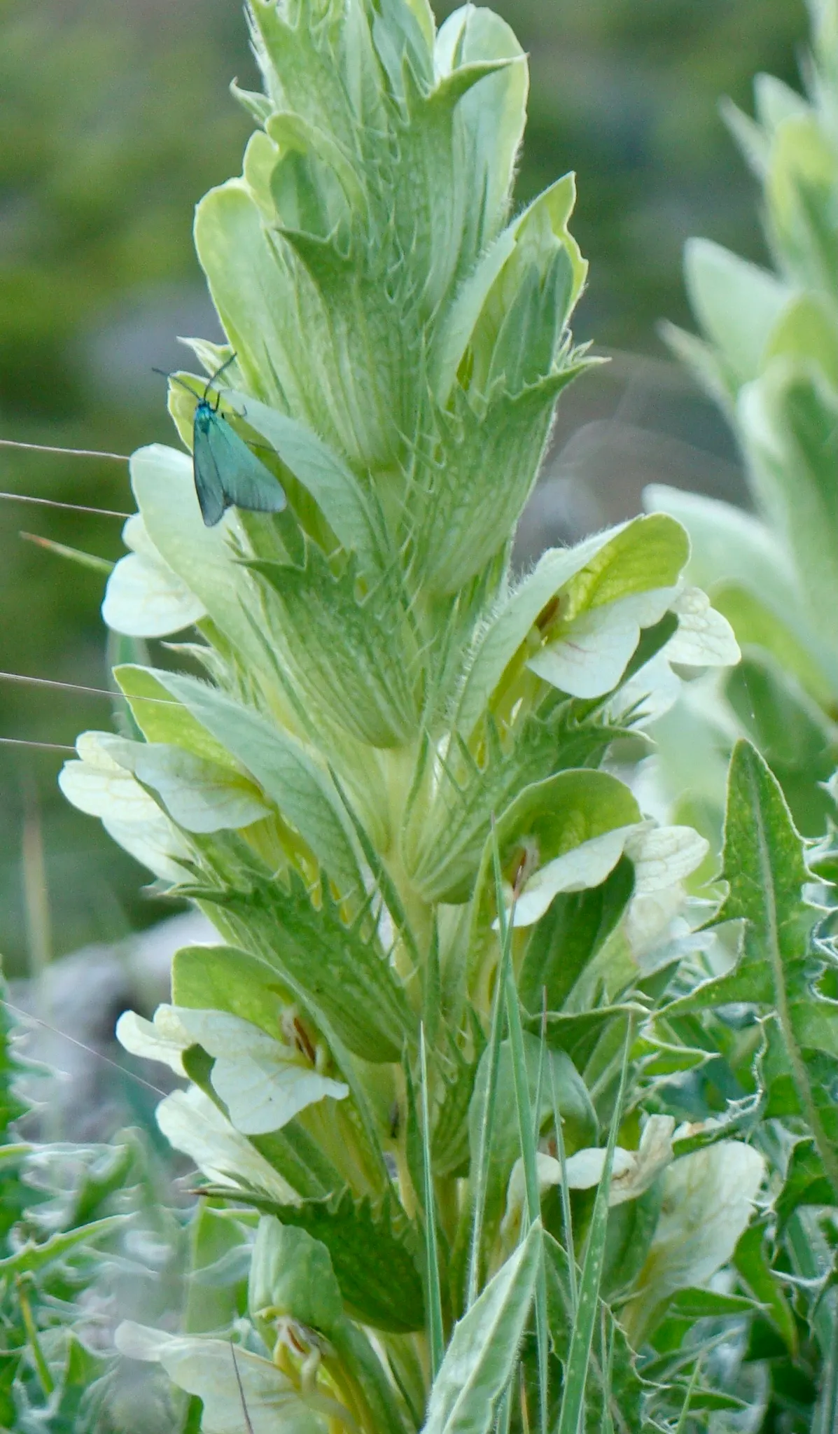 Bear's Breech (Acanthus Mollis) — Bear's Breech is quite drought-tolerant; deeply lobed leaves span approximately 1.5 to 2 feet long