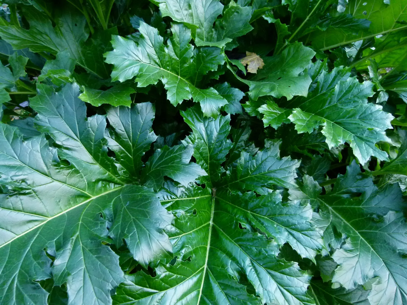 Bear's Breech (Acanthus Mollis) — The plant typically reaches a height of 3 to 5 feet and spreads out 2 to 3 feet; providing both architectural, image 85