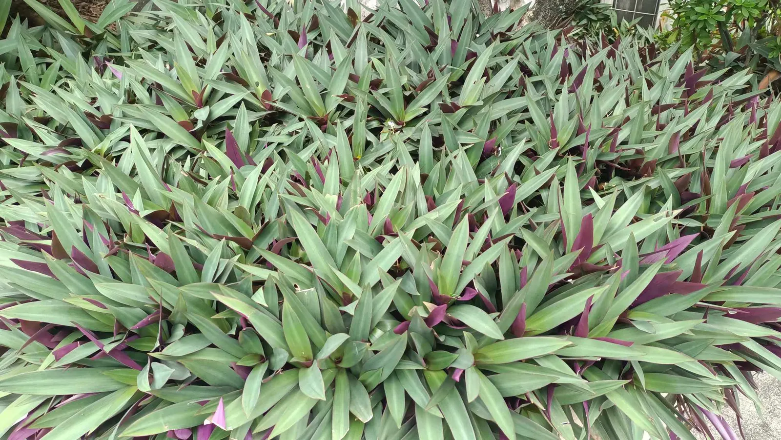 Bear's Breech (Acanthus Mollis) — reducing the need for frequent watering.<br><br>Bear's Breech is generally pest-resistant; it thrives in, image 71