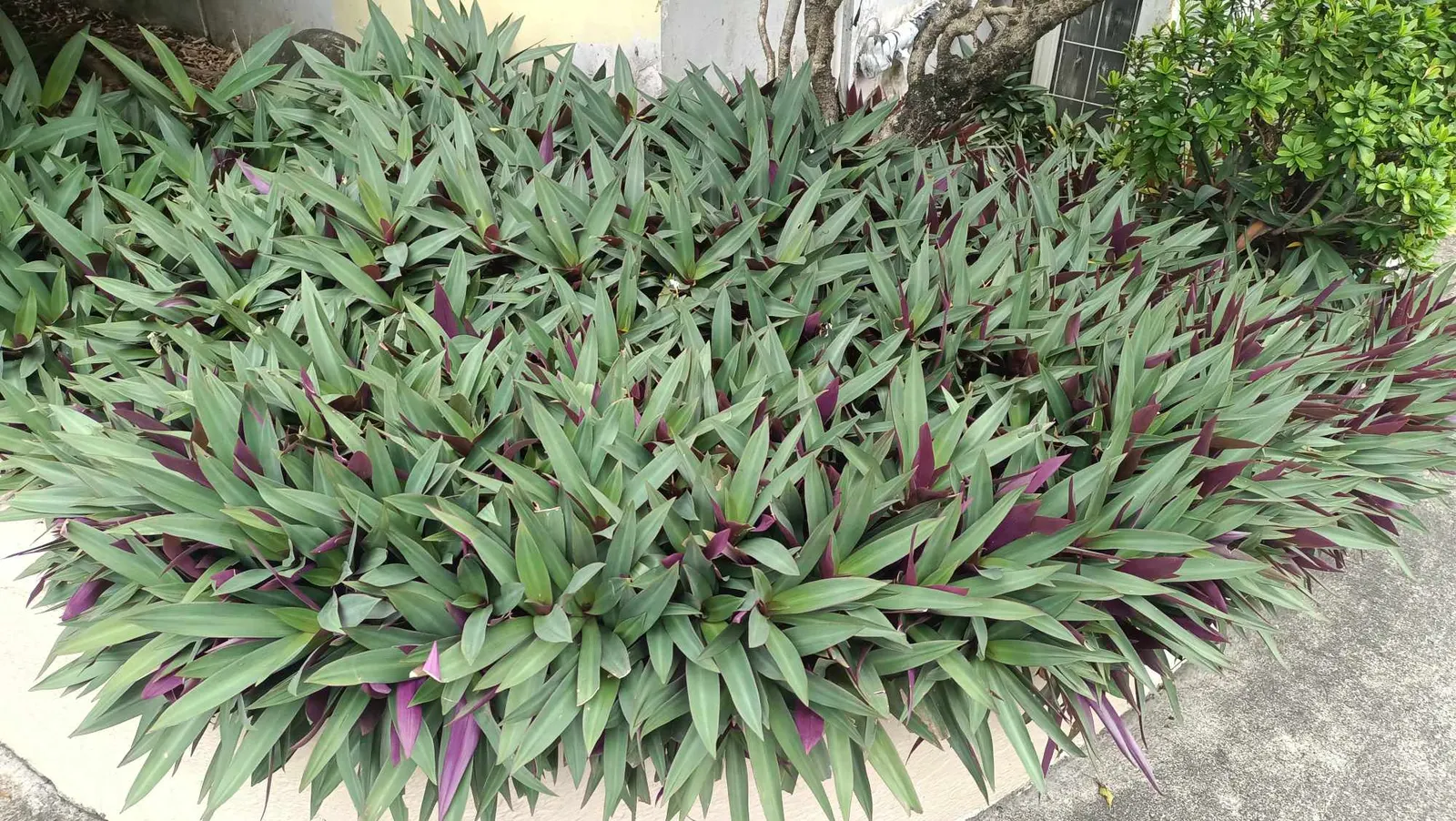 Bear's Breech (Acanthus Mollis) — It reaches 3-5 feet tall and spreads up to 2-3 feet wide; preferring partial shade to full sun exposures, image 78