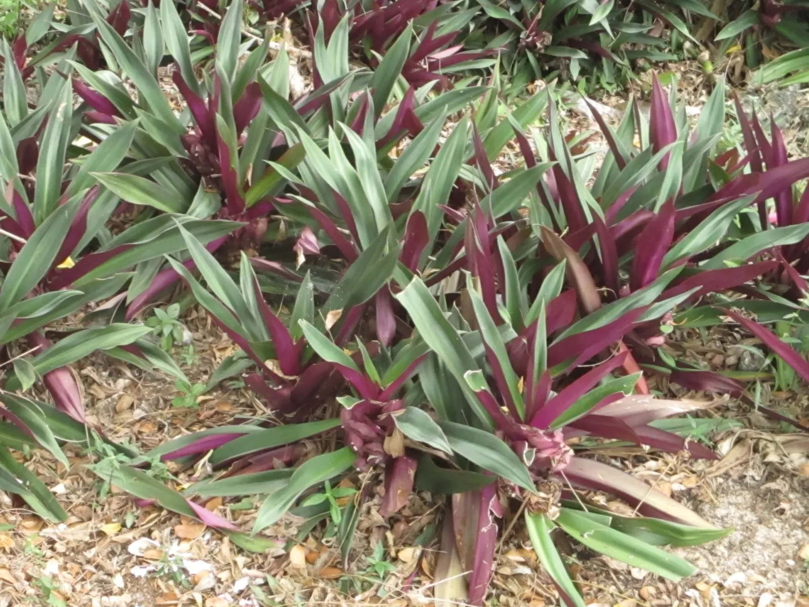 Bear's Breech (Acanthus Mollis) — Bear's Breech (Acanthus mollis) is an evergreen perennial; its deeply lobed leaves add texture, while white and, image 51