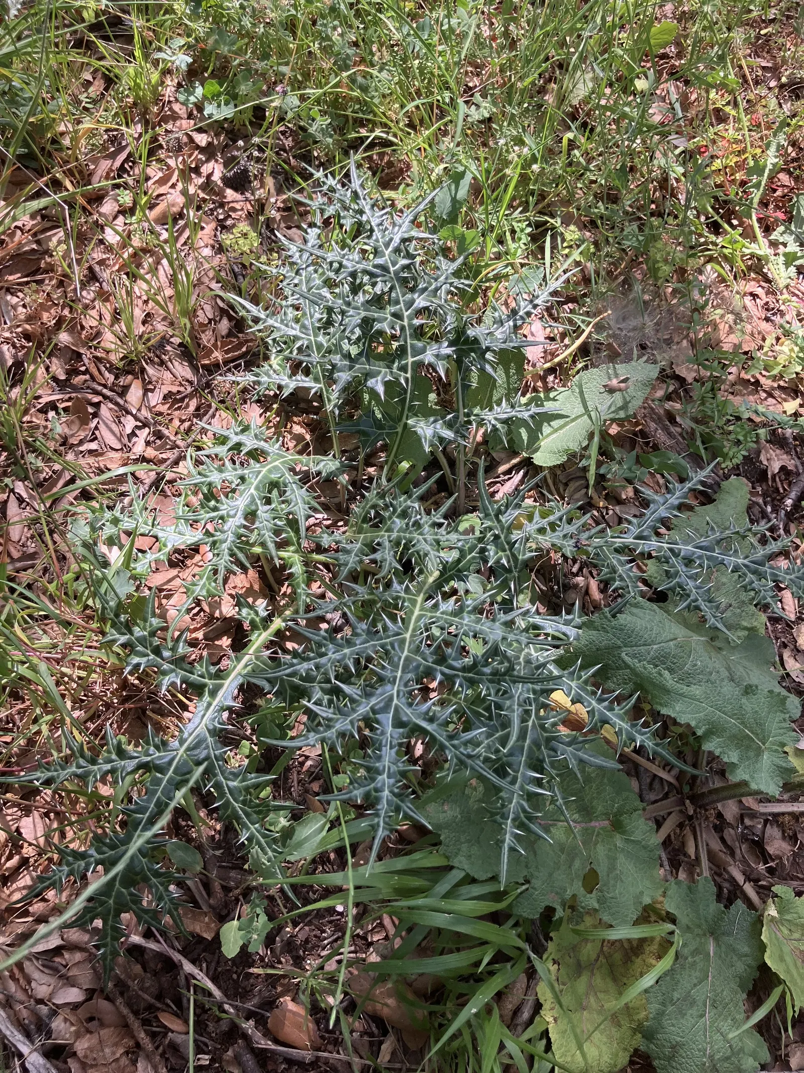 Bear's Breech (Acanthus Mollis) — contrasted by eye-catching purple bracts; is an eye-catching perennial that is revered for its distinctive, image 116