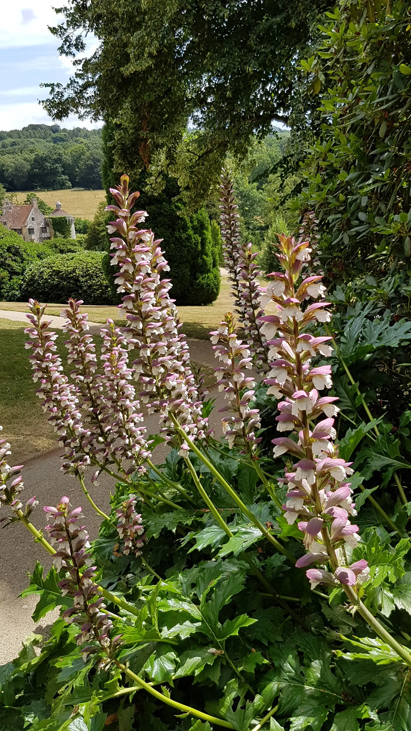 Bear's Breech (Acanthus Mollis) — It thrives in well-drained soil; ideal for USDA zones 7-10