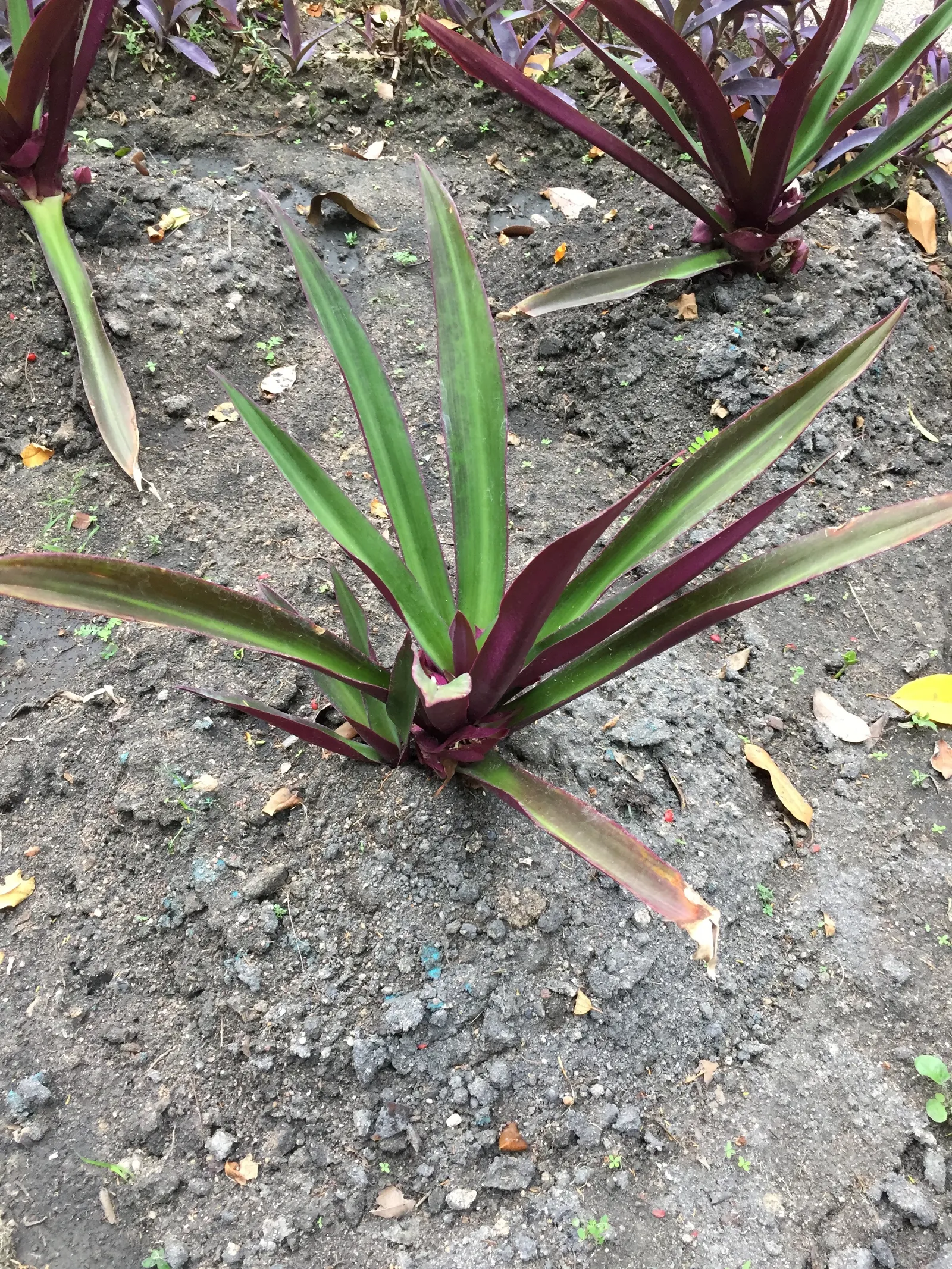 Bear's Breech (Acanthus Mollis) — and is drought-tolerant once established; reducing the need for frequent watering.<br><br>Bear's Breech is, image 107
