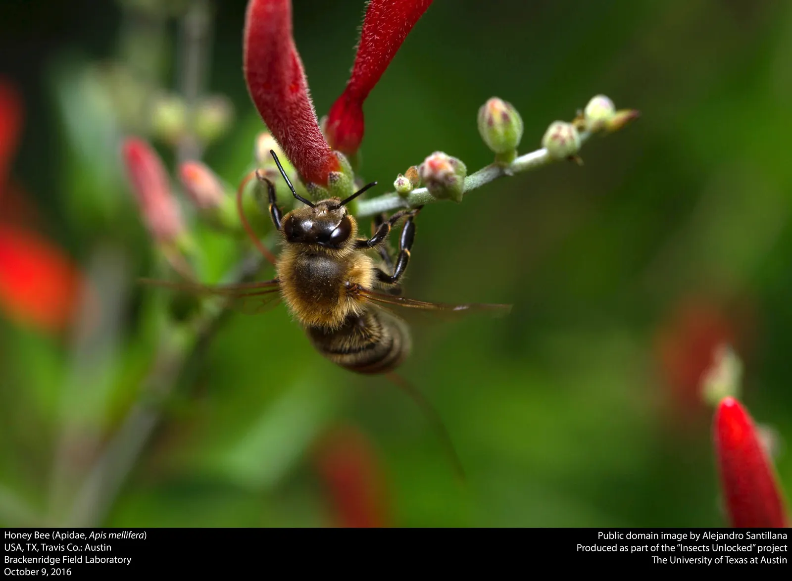 Bear's Breech (Acanthus Mollis) — Ideal for USDA zones 7-10; and is drought-tolerant once established, image 105