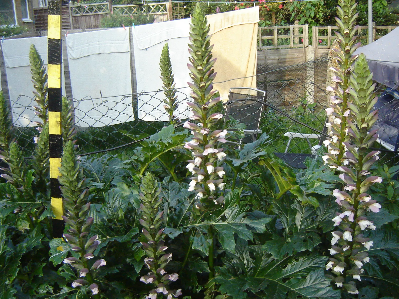 Bear's Breech (Acanthus Mollis) — creating a lush backdrop for other garden plants.<br><br>In the summer, image 38