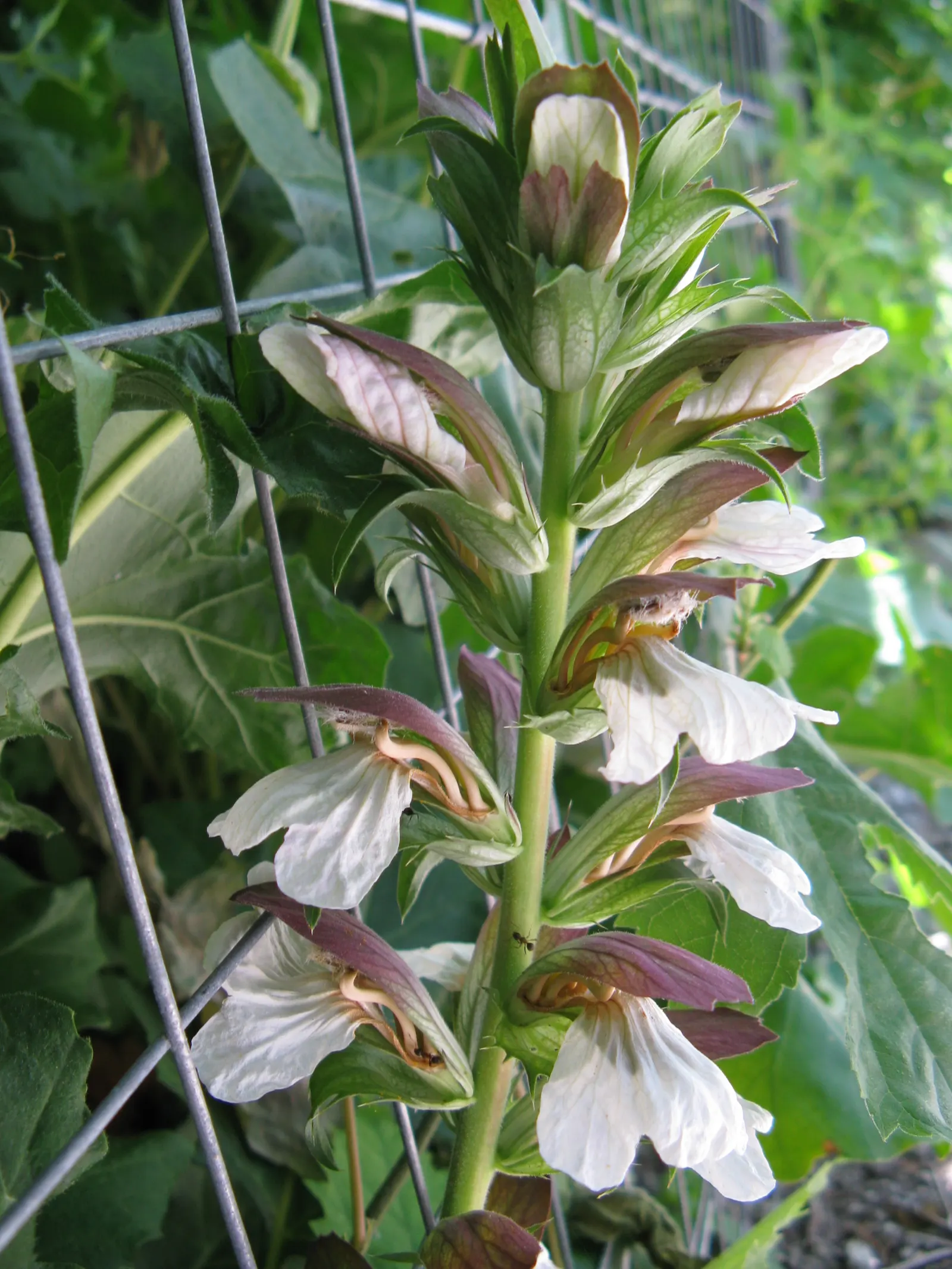 Bear's Breech (Acanthus Mollis) — Ideal for USDA zones 7-10; and is drought-tolerant once established