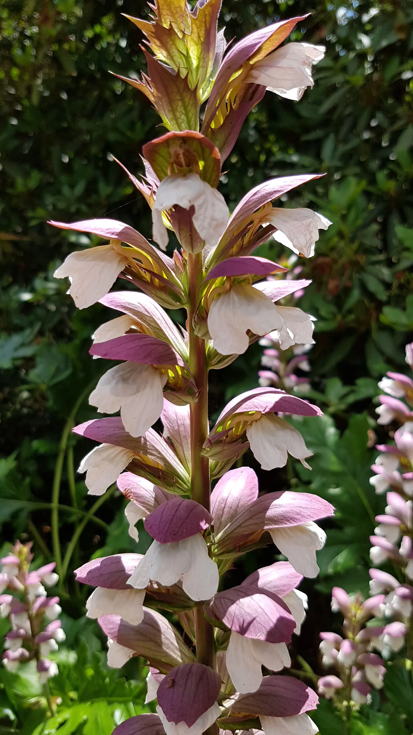 Bear's Breech (Acanthus Mollis) — Its deeply lobed leaves add texture, while white and purple flowers on tall stalks bloom in summer; perennial /, image 104