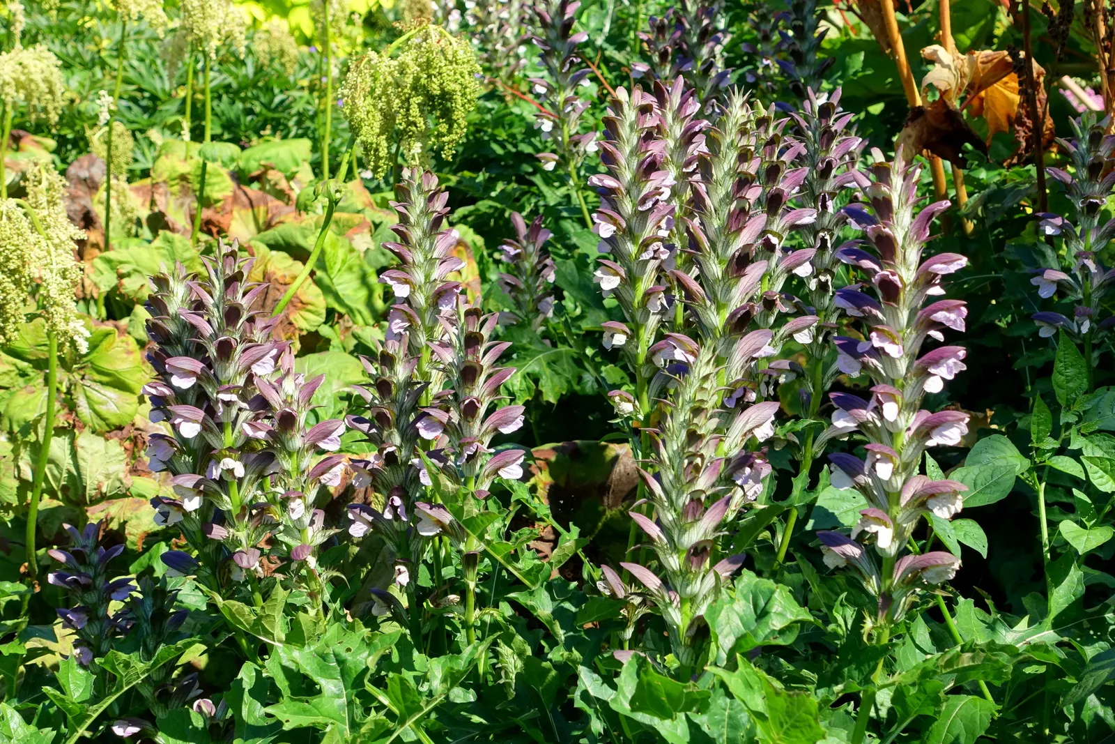 Bear's Breech (Acanthus Mollis) — perennial / shrub with lavender and multi-colored and purple blooms; these flower stalks are adorned with hooded, image 74