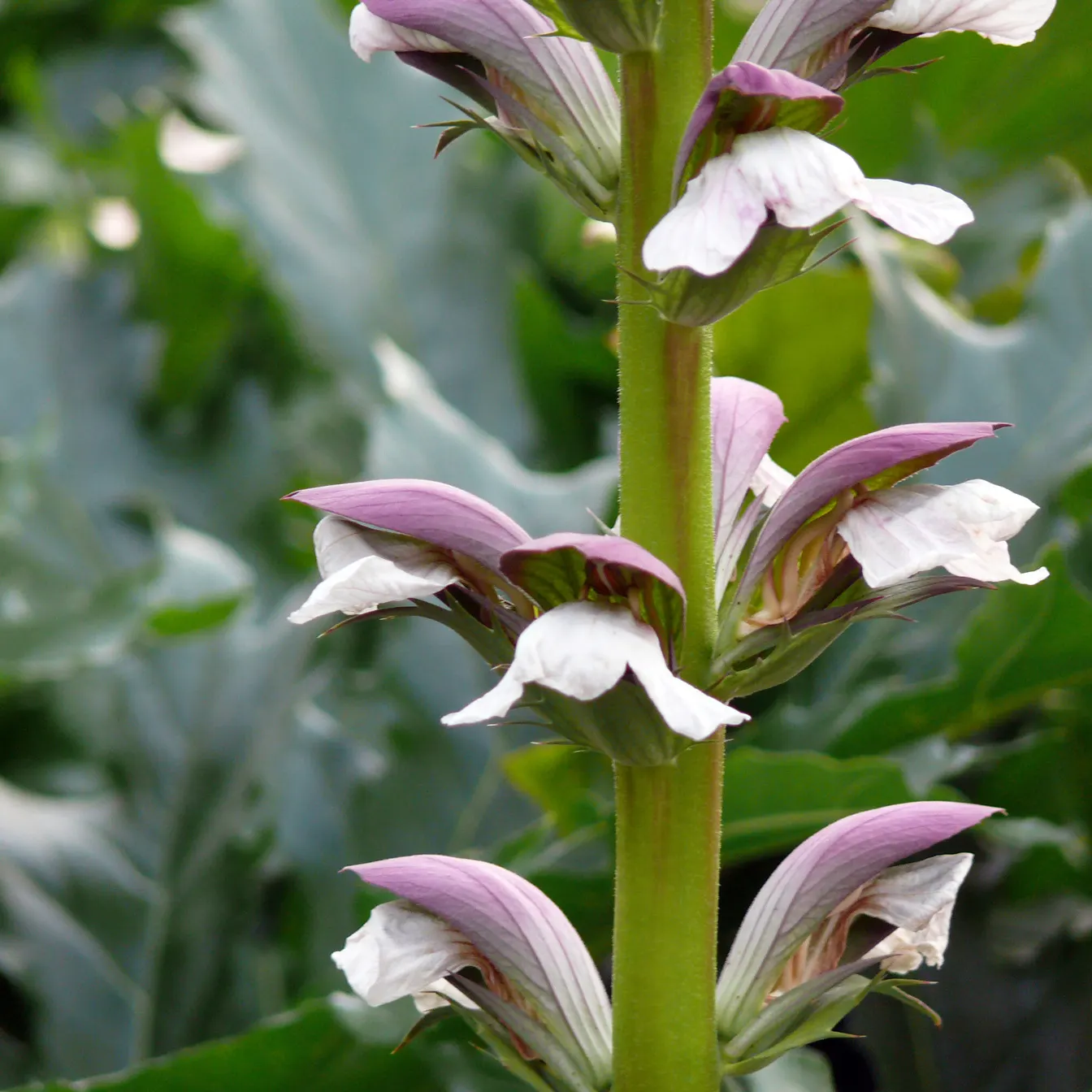 Bear's Breech (Acanthus Mollis) — Bear's Breech (Acanthus mollis) is an evergreen perennial