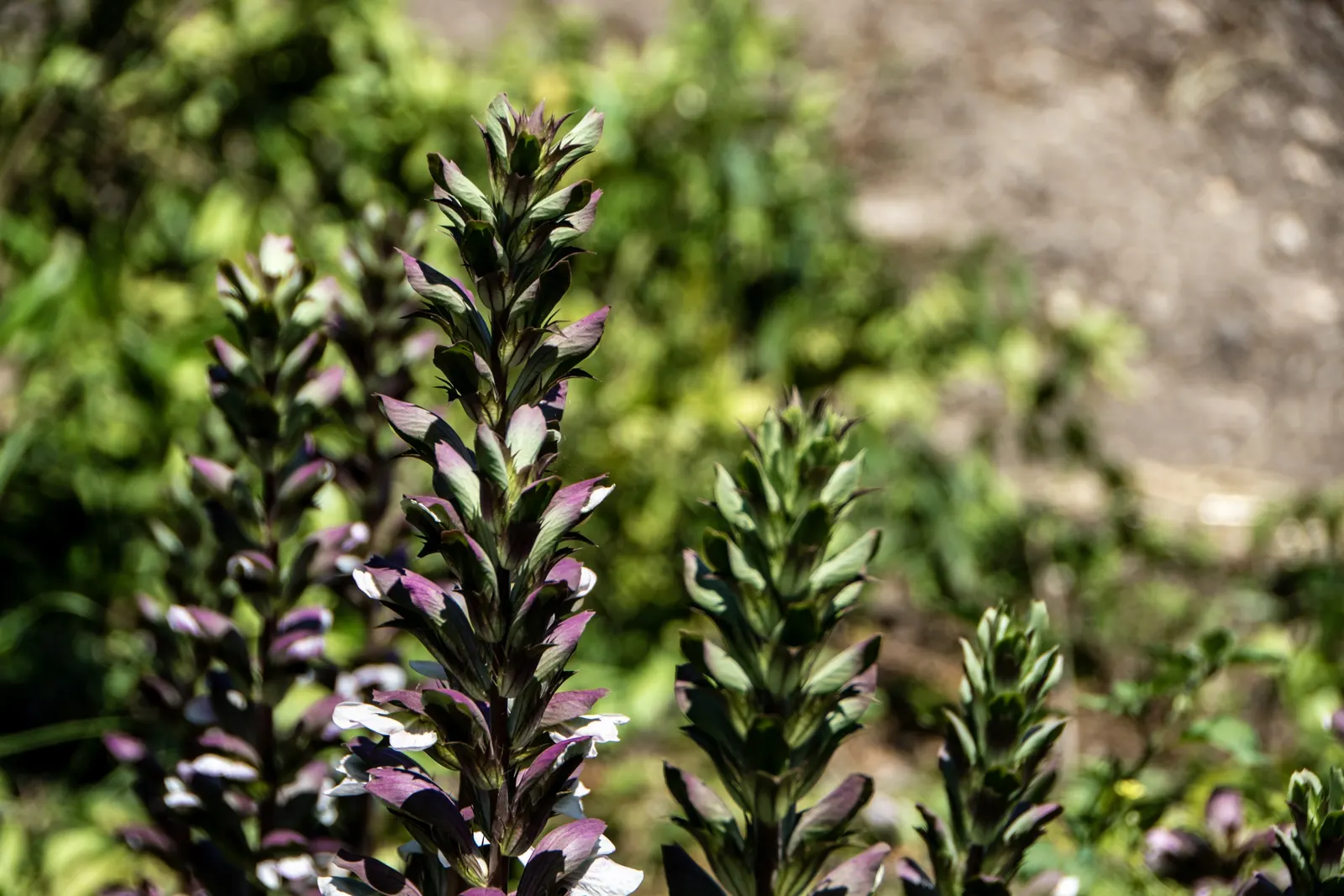 Bear's Breech (Acanthus Mollis) — Bear's Breech (Acanthus mollis) is an evergreen perennial; its deeply lobed leaves add texture, while white and, image 101