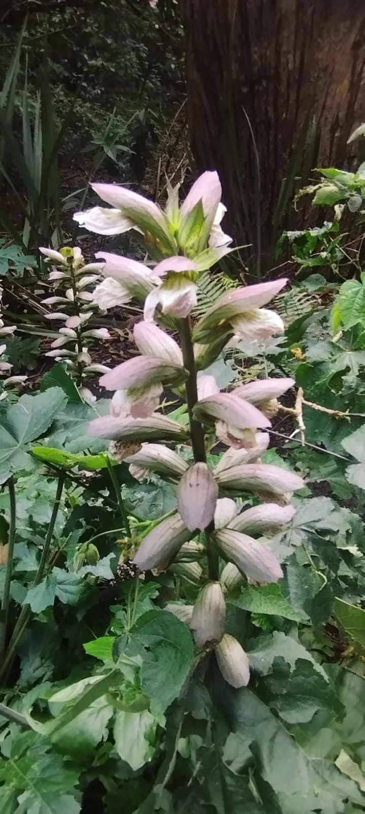Bear's Breech (Acanthus Mollis) — preferring partial shade to full sun exposures; lavender and multi-colored and purple flowers in the garden, image 68