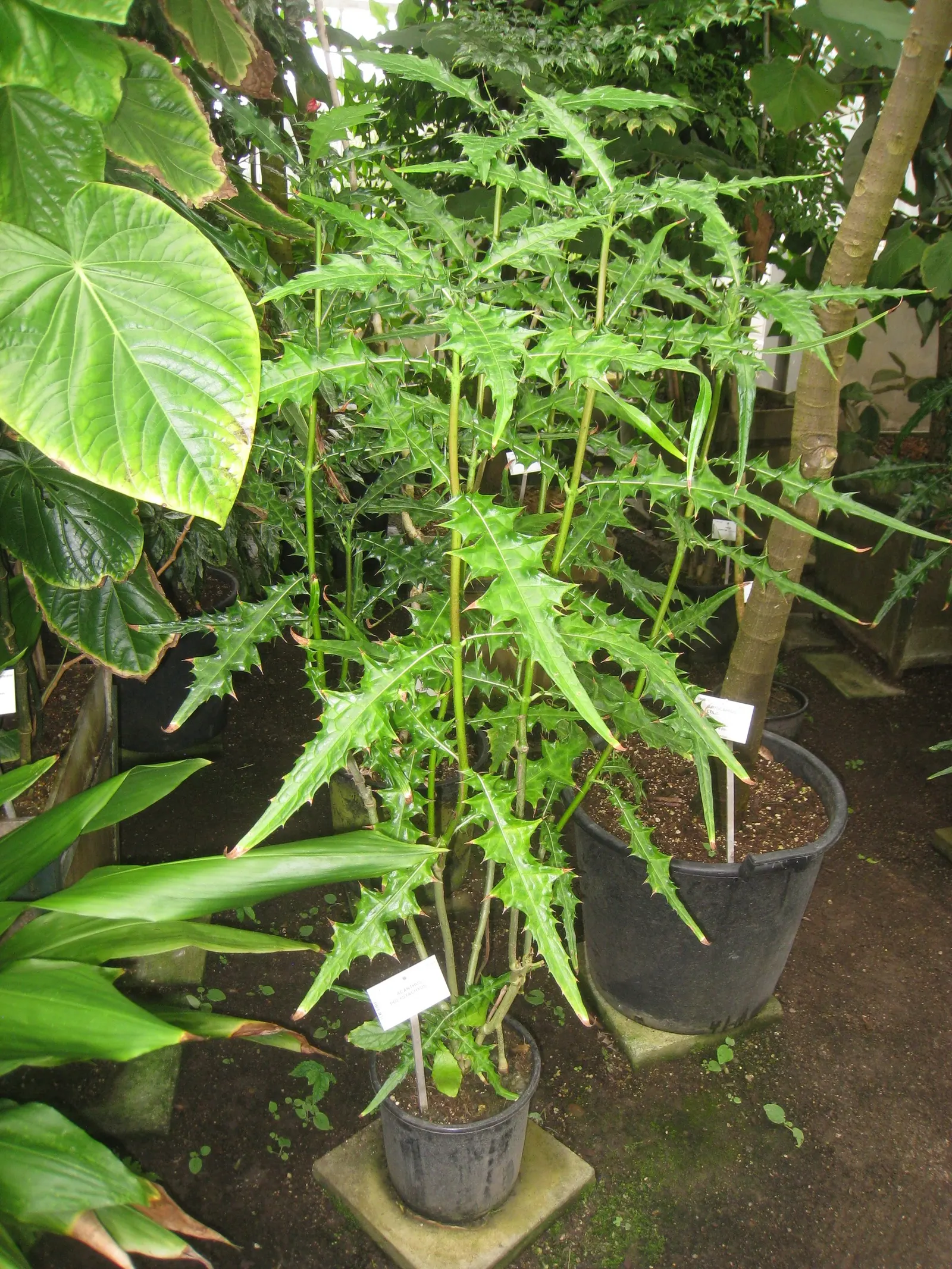 Bear's Breech (Acanthus Mollis) — perennial / shrub with lavender and multi-colored and purple blooms; these flower stalks are adorned with hooded, image 99