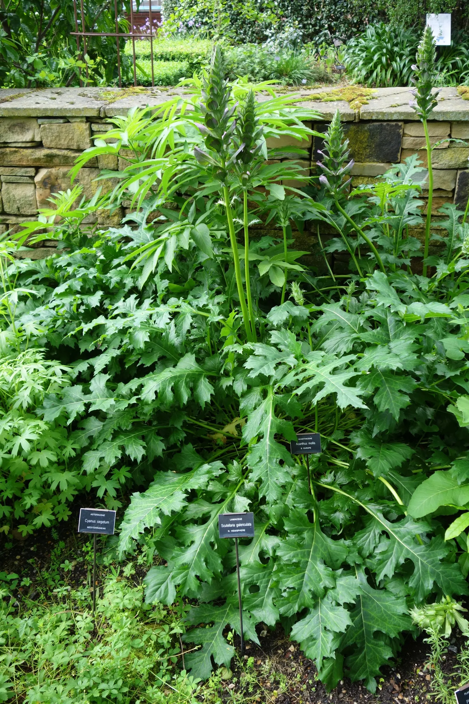 Bear's Breech (Acanthus Mollis) — providing both architectural interest and a classical feeling reminiscent of ancient Greek and Roman art, image 67