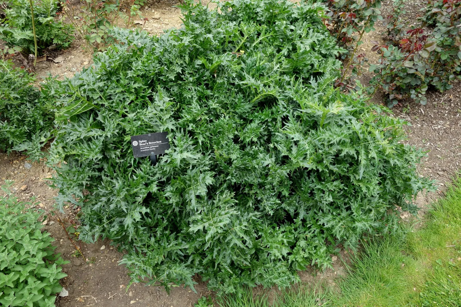 Bear's Breech (Acanthus Mollis) — and is drought-tolerant once established; reducing the need for frequent watering.<br><br>Bear's Breech is generally