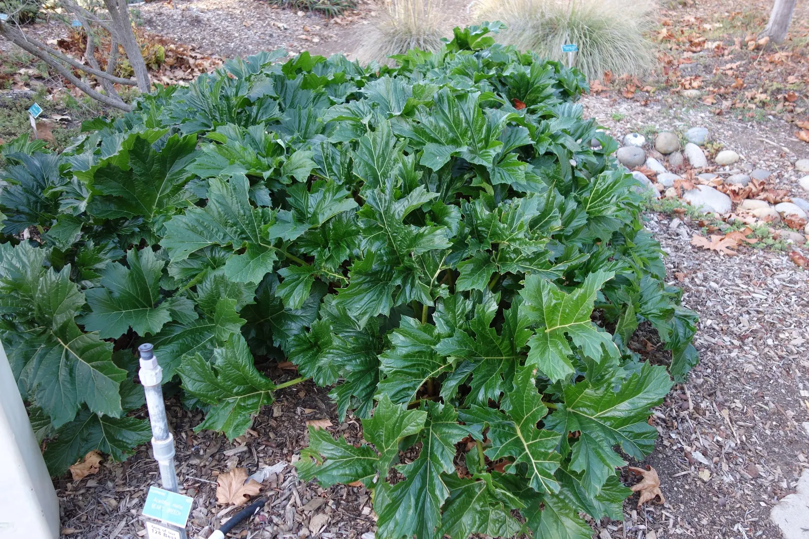 Bear's Breech (Acanthus Mollis) — Bear's Breech is quite drought-tolerant; deeply lobed leaves span approximately 1.5 to 2 feet long, image 95