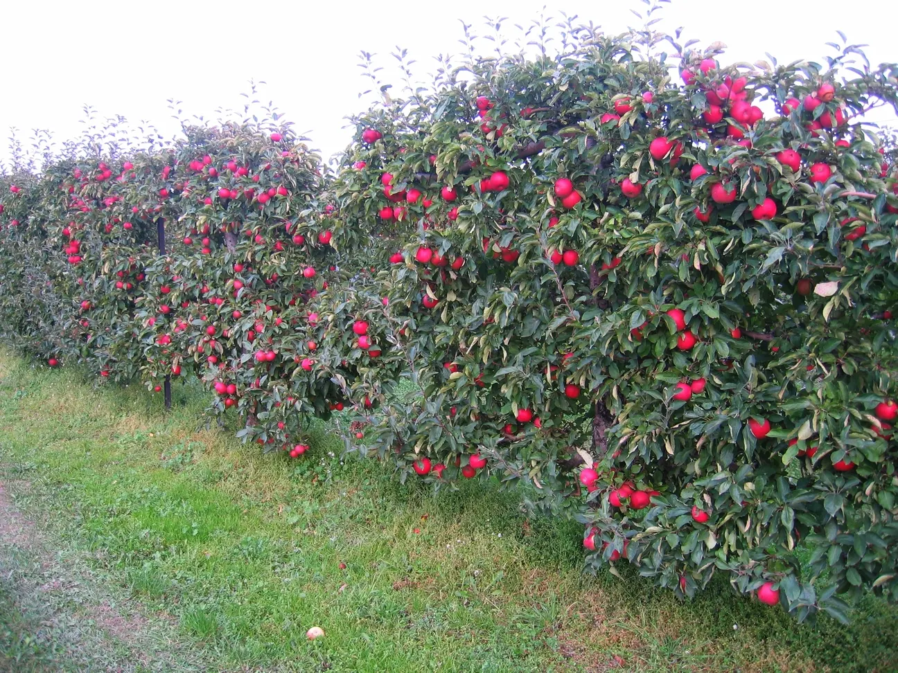 Espaliered Apple (Malus Pumila Espalier) — maximizes fruit production in minimal space