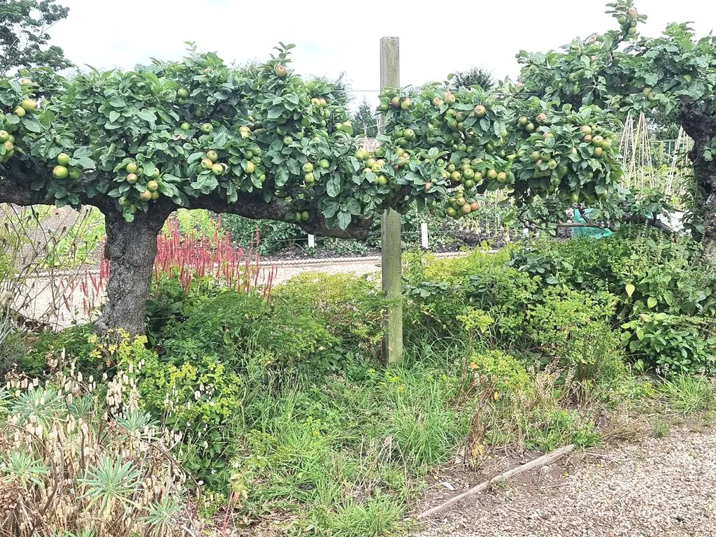Espaliered Apple (Malus Pumila Espalier) — Ideal for ornamental garden walls or fences, reaching up to 8 feet wide and 6 feet tall