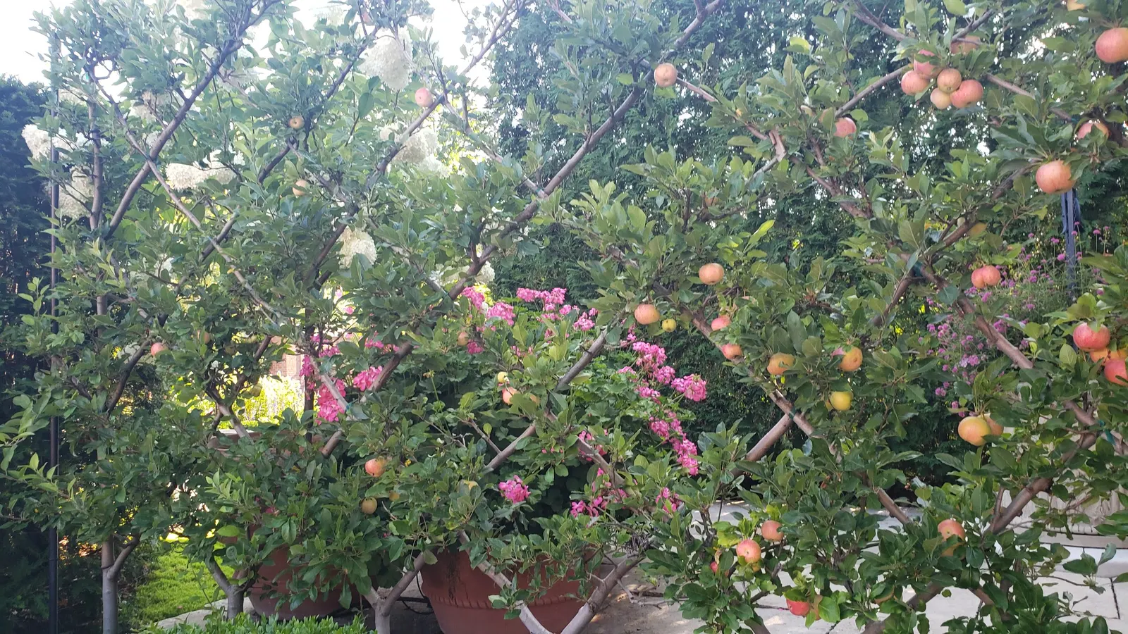 Espaliered Apple (Malus Pumila Espalier) — offering not only aesthetic charm but also the benefit of fruit production in a limited space