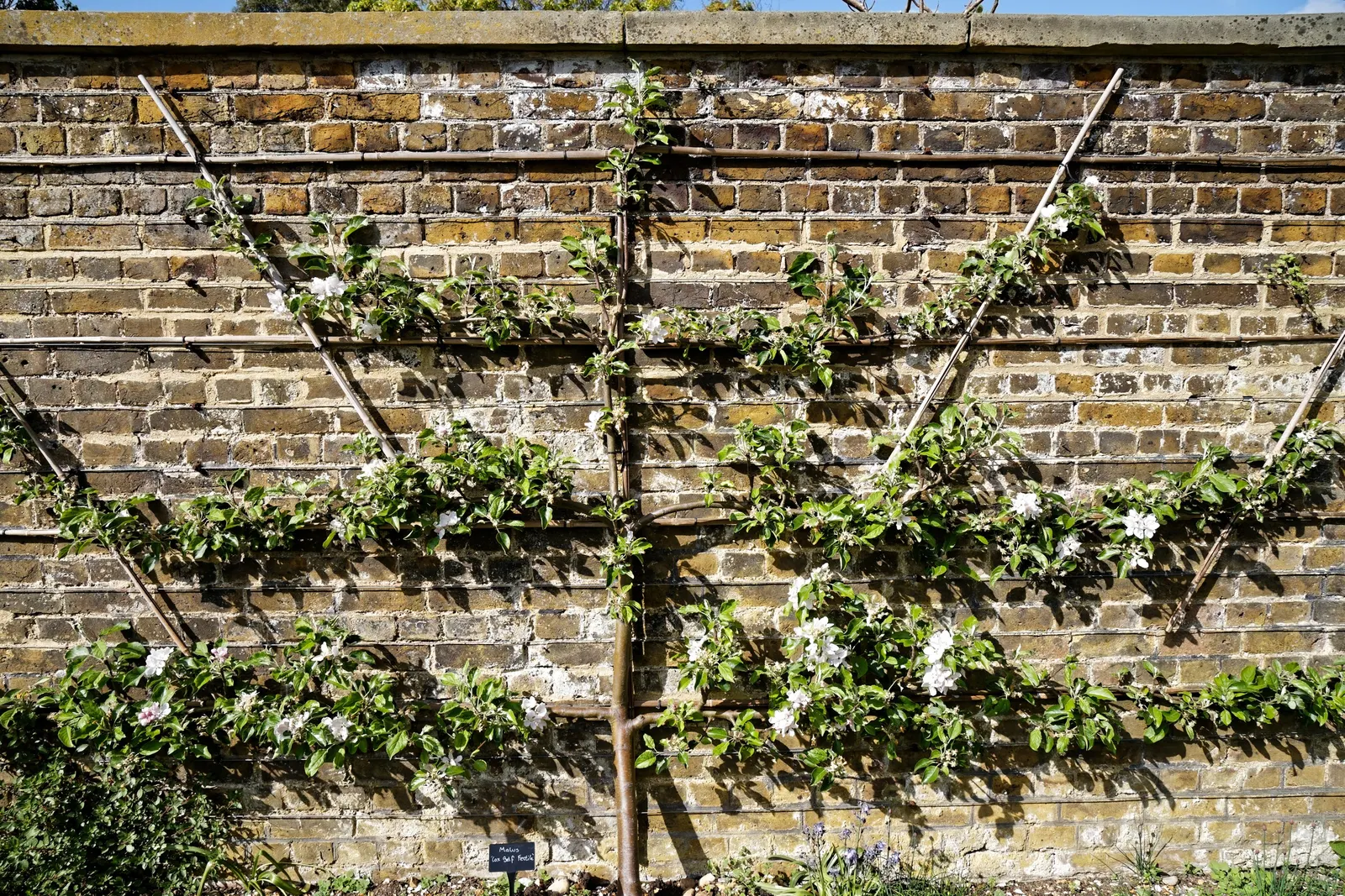 Espaliered Apple (Malus Pumila Espalier) — it offers spring blossoms and edible fall fruit