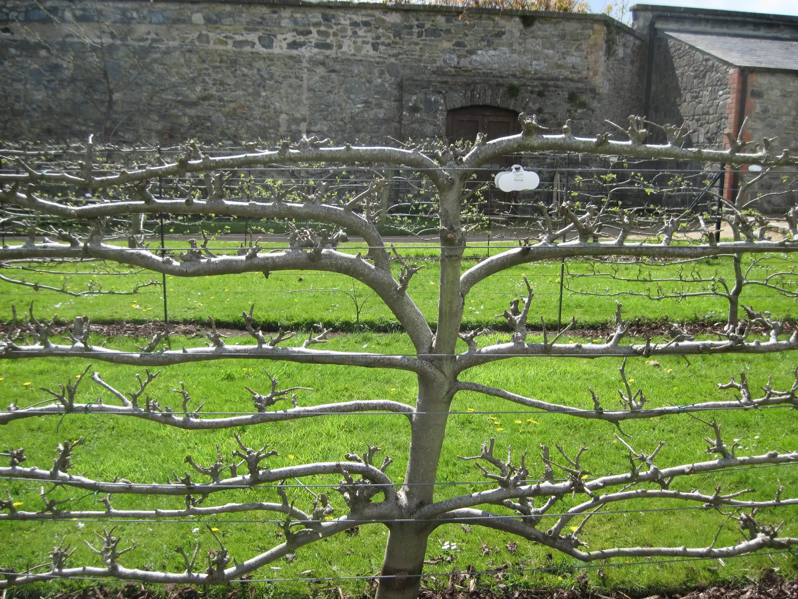 Espaliered Apple (Malus Pumila Espalier) — adding both aesthetic and culinary value to landscapes