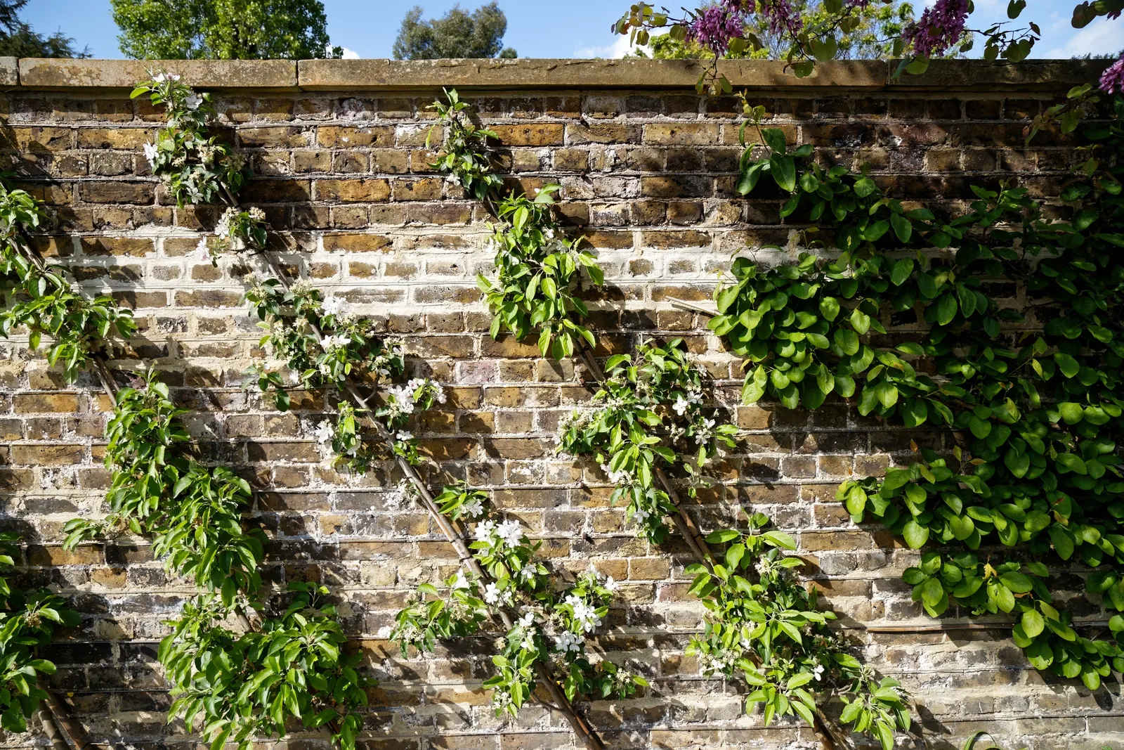 Espaliered Apple (Malus Pumila Espalier) — This cultivation technique involves the careful training of the apple tree branches along a flat plane