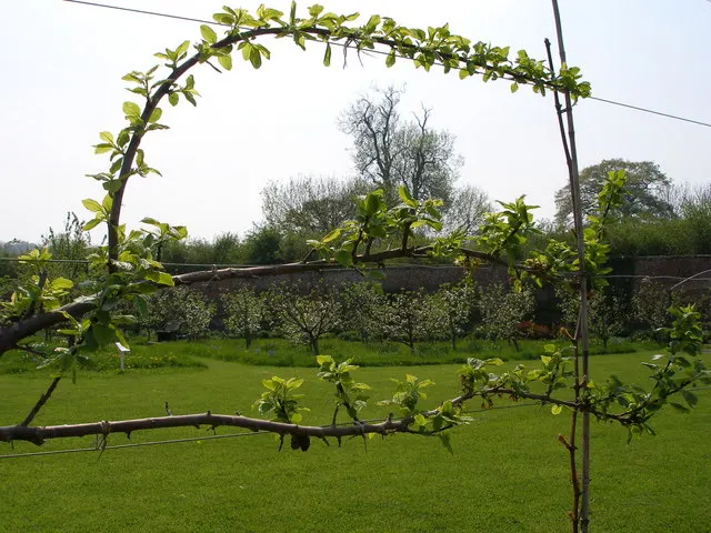 Espaliered Apple (Malus Pumila Espalier) — a horizontal tiered training of apple trees