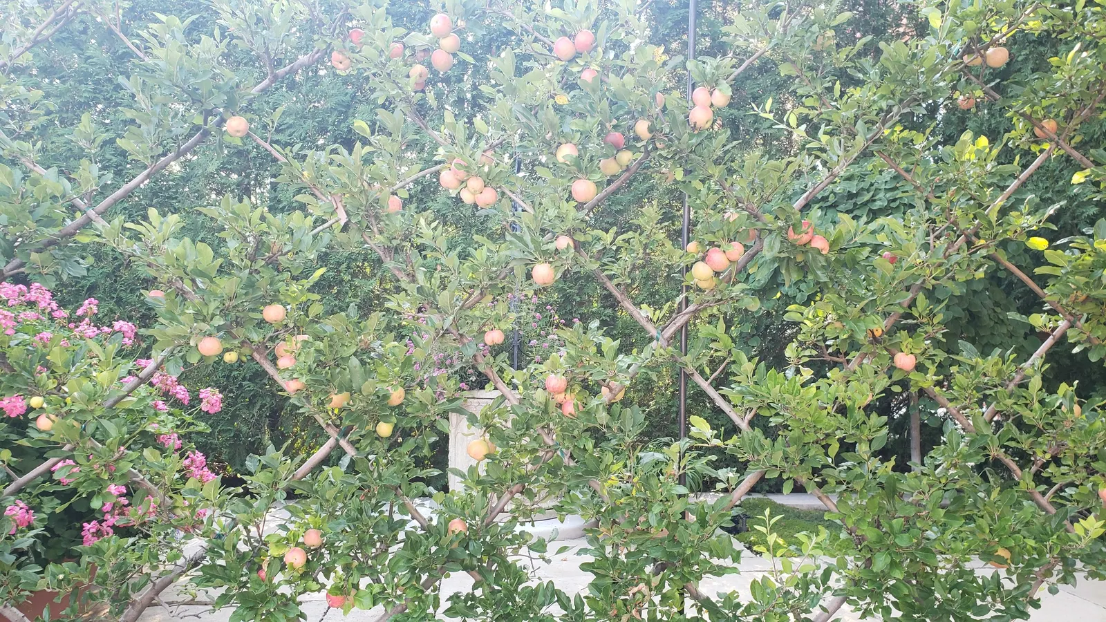 Espaliered Apple (Malus Pumila Espalier) — is a classic and practical addition to any landscape design