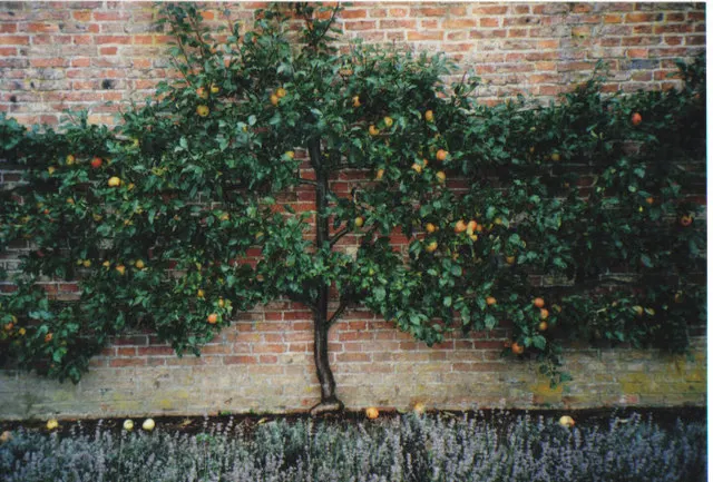 Espaliered Apple (Malus Pumila Espalier) — Requires full sun and well-drained soil, with pruning to maintain shape