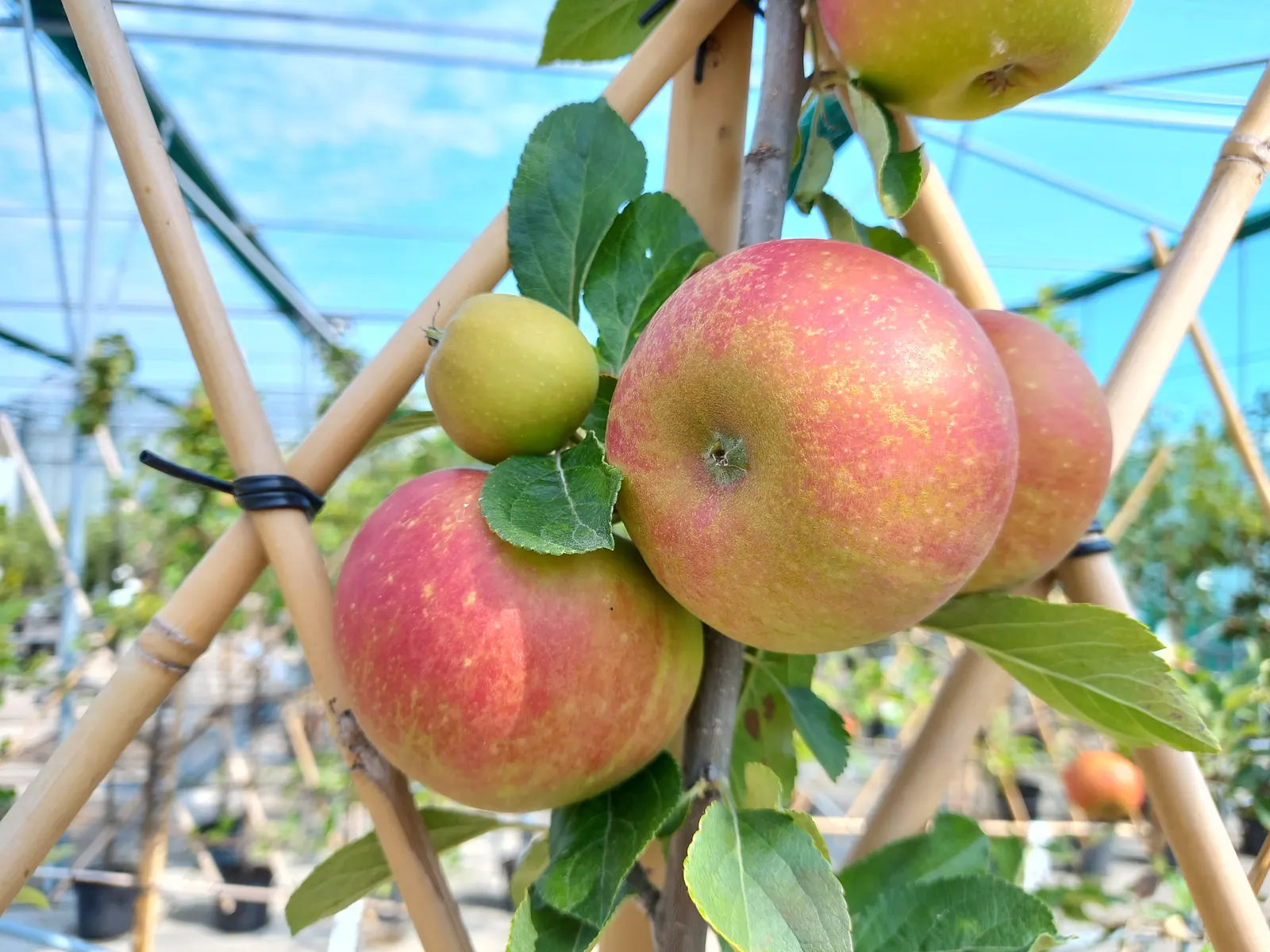 Espaliered Apple (Malus Pumila Espalier) — scientifically named Malus pumila espalier