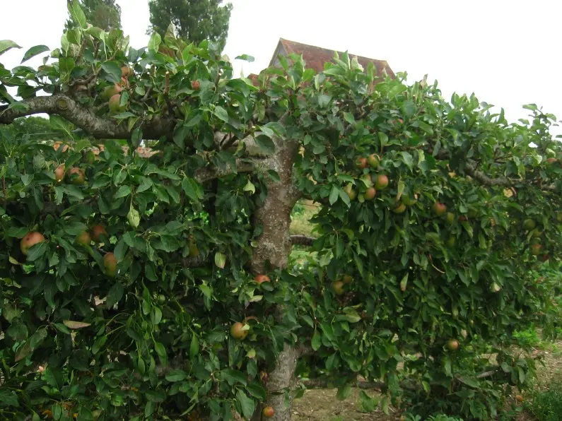 Espaliered Apple (Malus Pumila Espalier) — typically against a wall or on a trellis framework