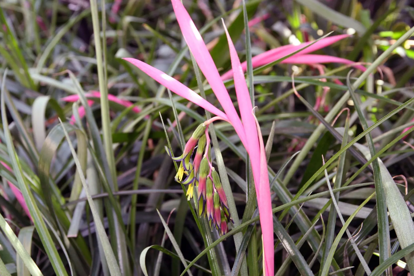 Queen's Tears (Billbergia Nutans) — tropical aesthetic to the landscaped area