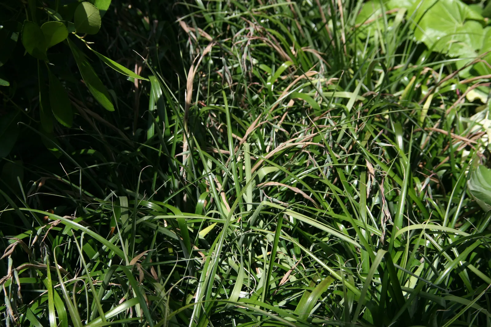 Queen's Tears (Billbergia Nutans) — The Queen's Tears (Billbergia nutans) is an evergreen perennial featuring striking; appreciated for its low maintenance