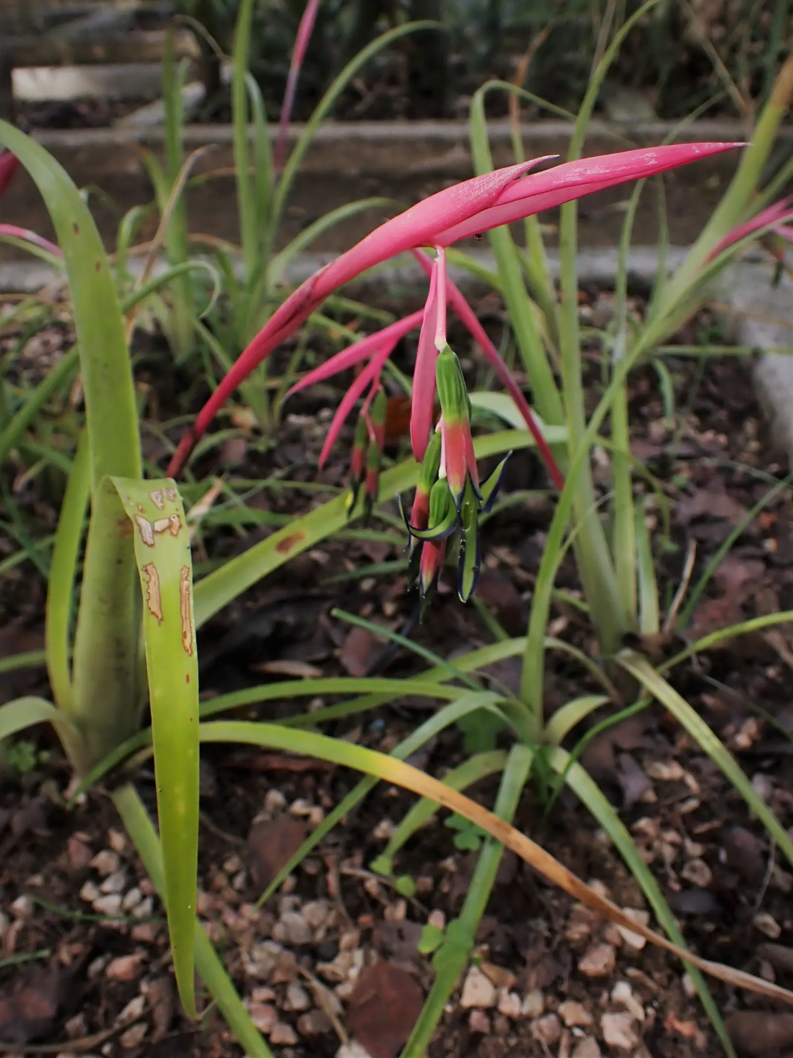 Queen's Tears (Billbergia Nutans) — Appreciated for its low maintenance needs and resilience
