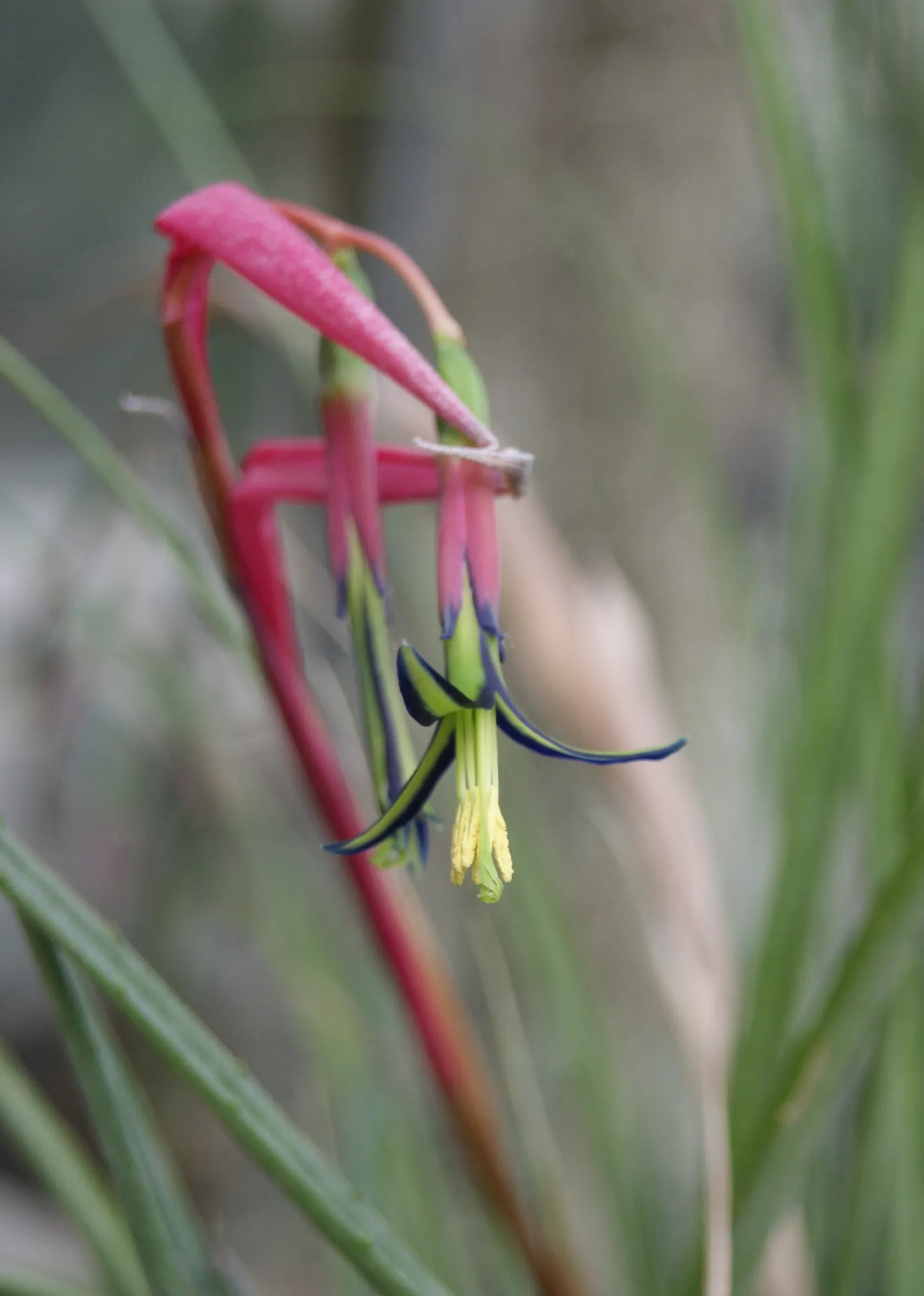 Queen's Tears (Billbergia Nutans) — This bromeliad thrives in partial shade, reaching up to 2 feet tall and spreading about 18 inches wide; the blooms are not