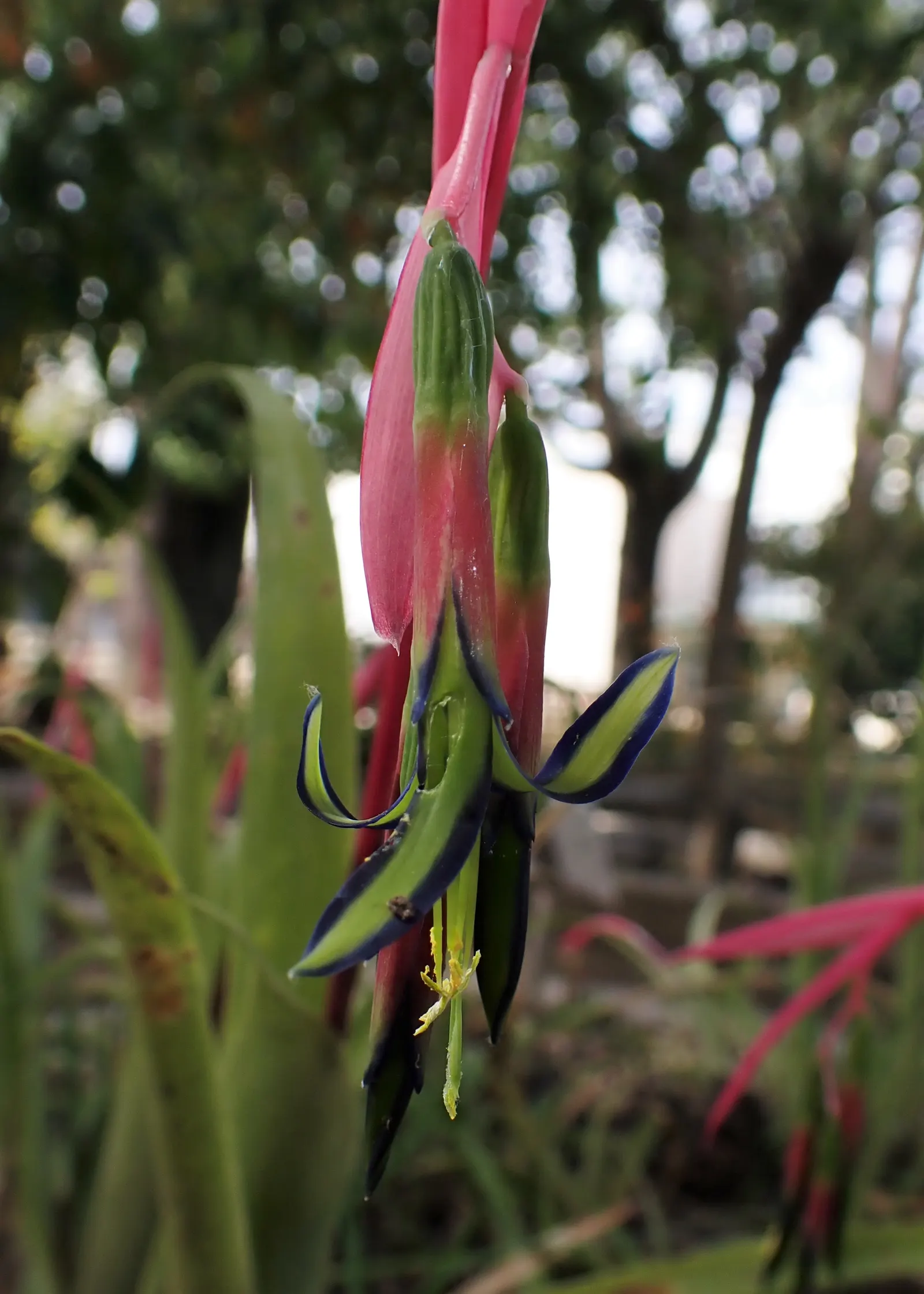 Queen's Tears (Billbergia Nutans) — scientifically known as Billbergia nutans
