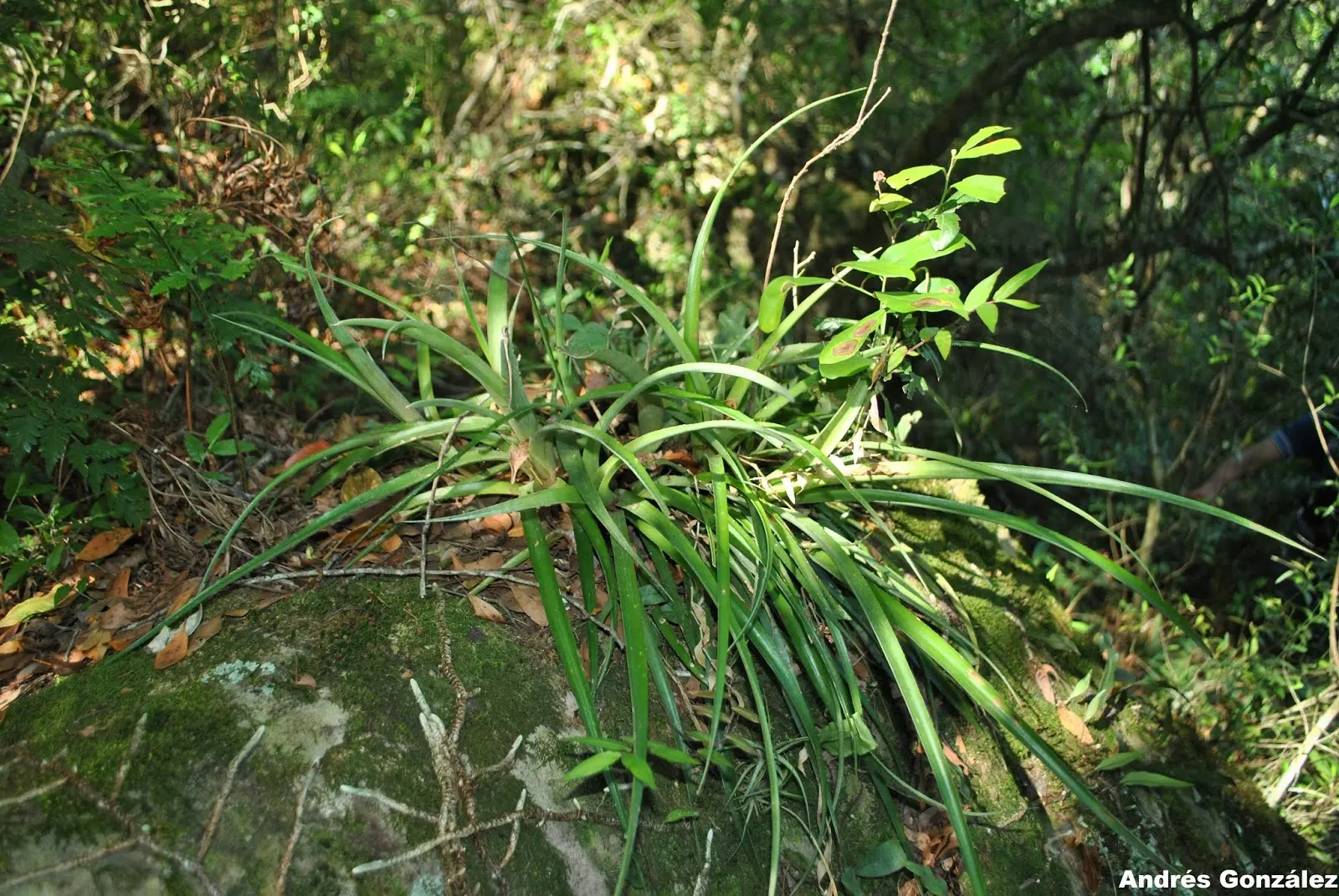 Queen's Tears (Billbergia Nutans) — making it ideal for a fuss-free accent in subtropical landscapes