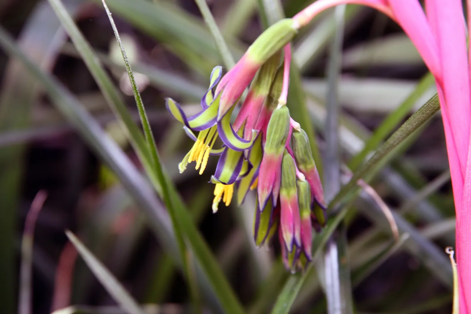 Queen's Tears (Billbergia Nutans) — This bromeliad is ideal for hanging baskets or as an understory plant